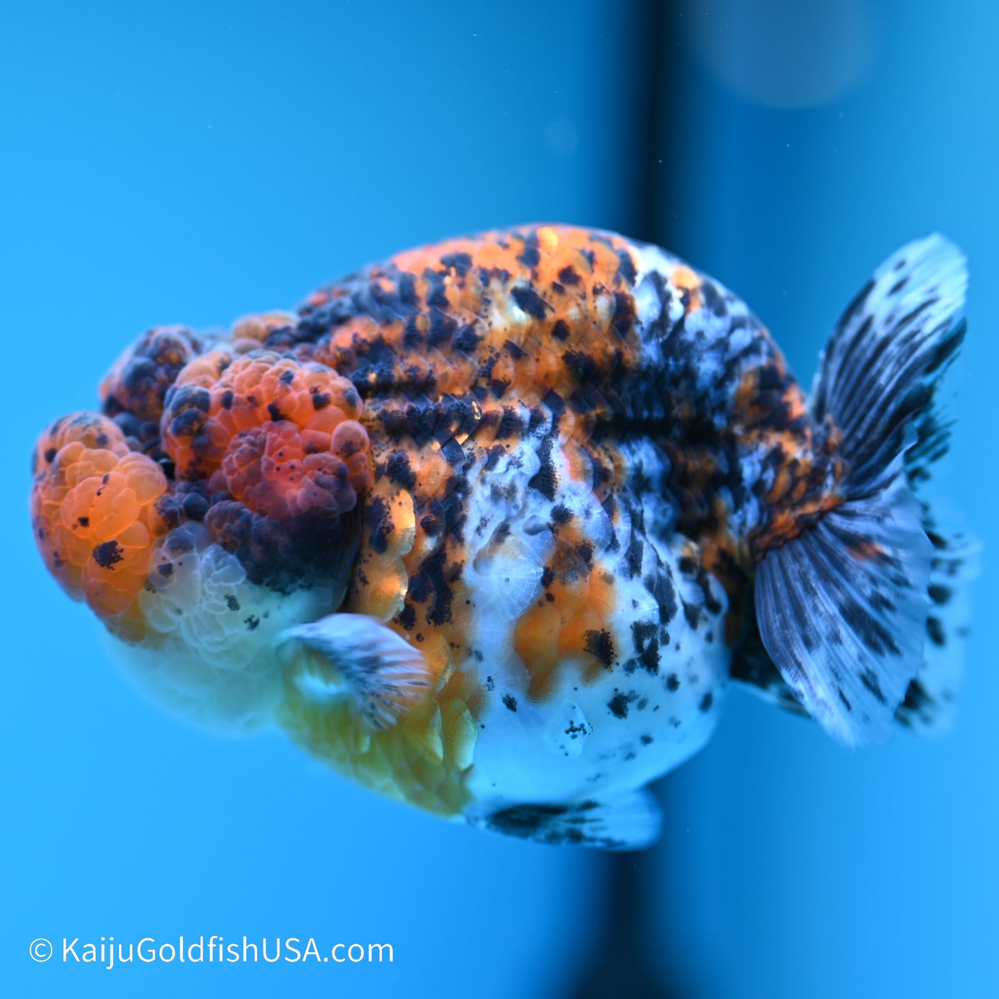 Calico Chubby Cheeks Ranchu 4 inches (240517_RC02) - Kaiju Goldfish USA