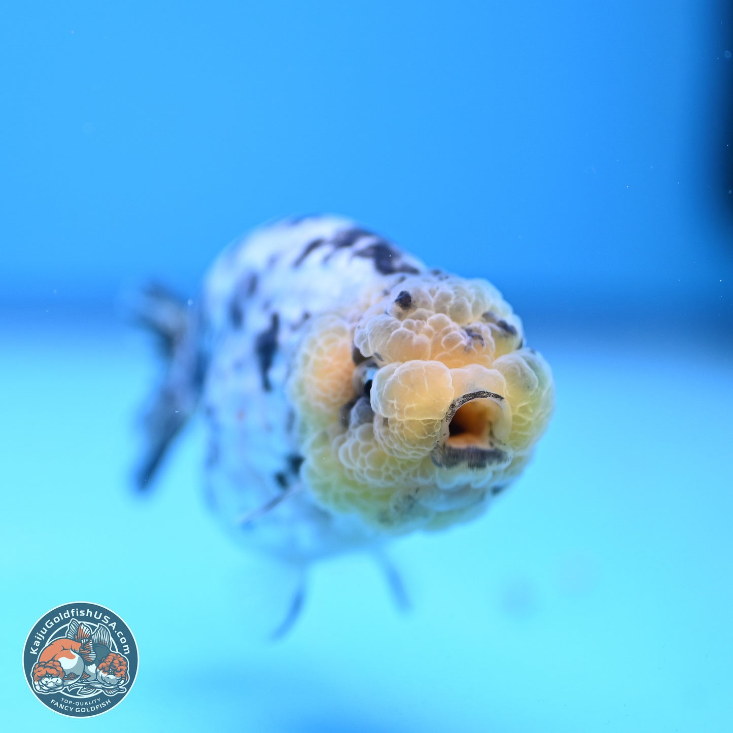 White Tiger Ranchu 3.5 inches (241018_RC02) - Kaiju Goldfish USA