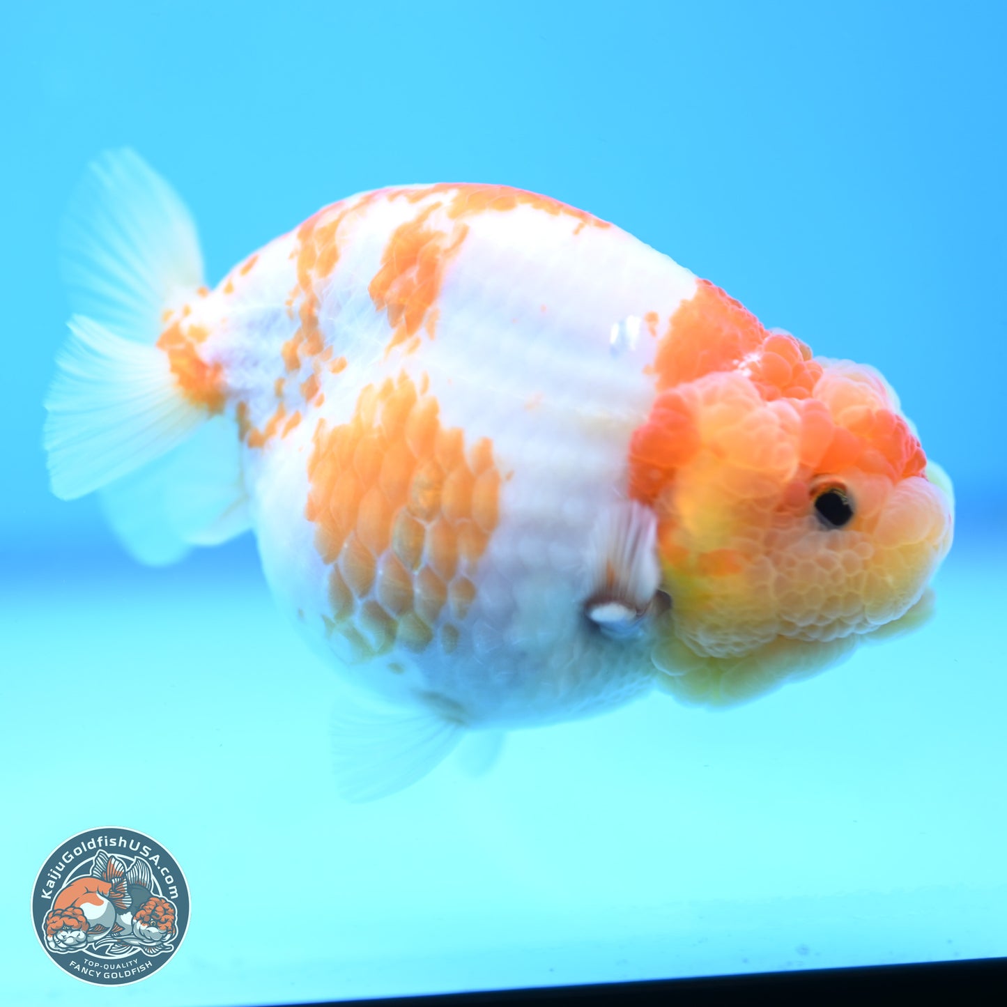 Sakura Ranchu 3.25 inches Body - Female (250228_RC02)