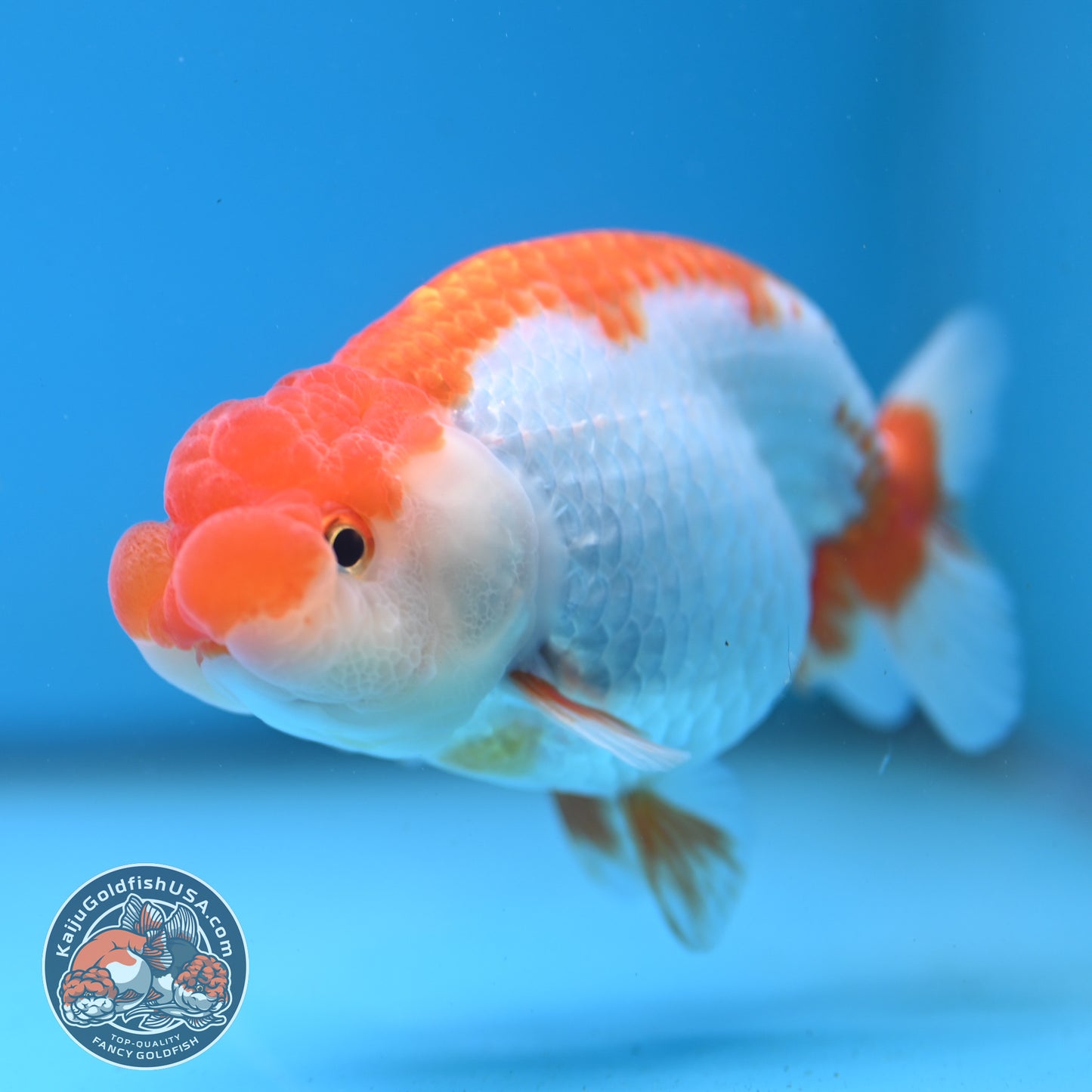 Red White Buffalo Ranchu 4 inch Body (250919_RC02)