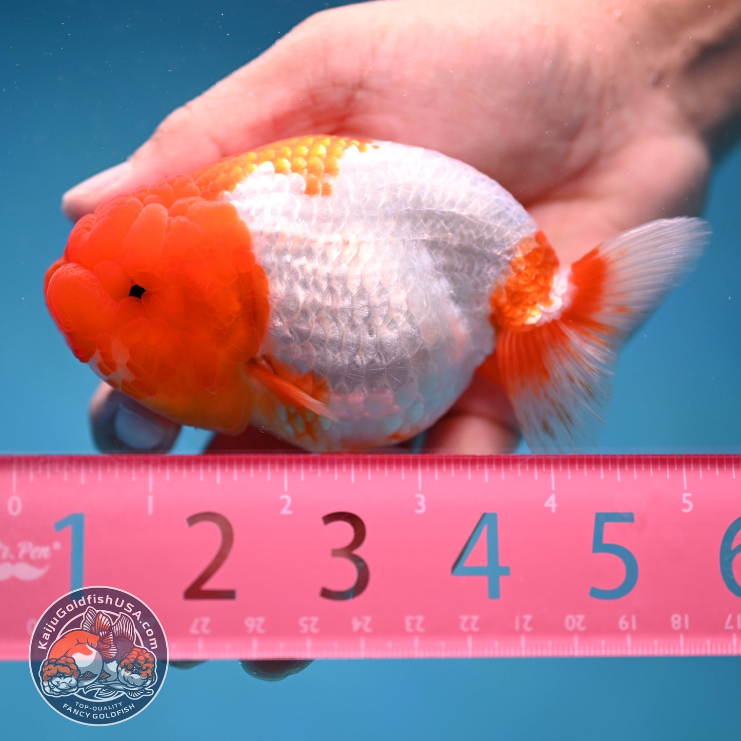 Red Head Buffalo Ranchu 4 inch Body (250912_RC02)