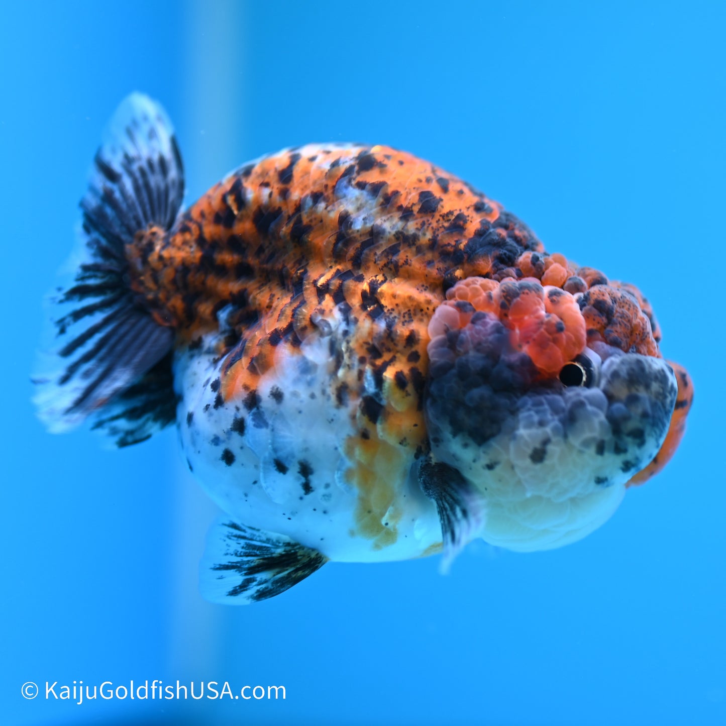 Calico Chubby Cheeks Ranchu 4 inches (240517_RC02) - Kaiju Goldfish USA