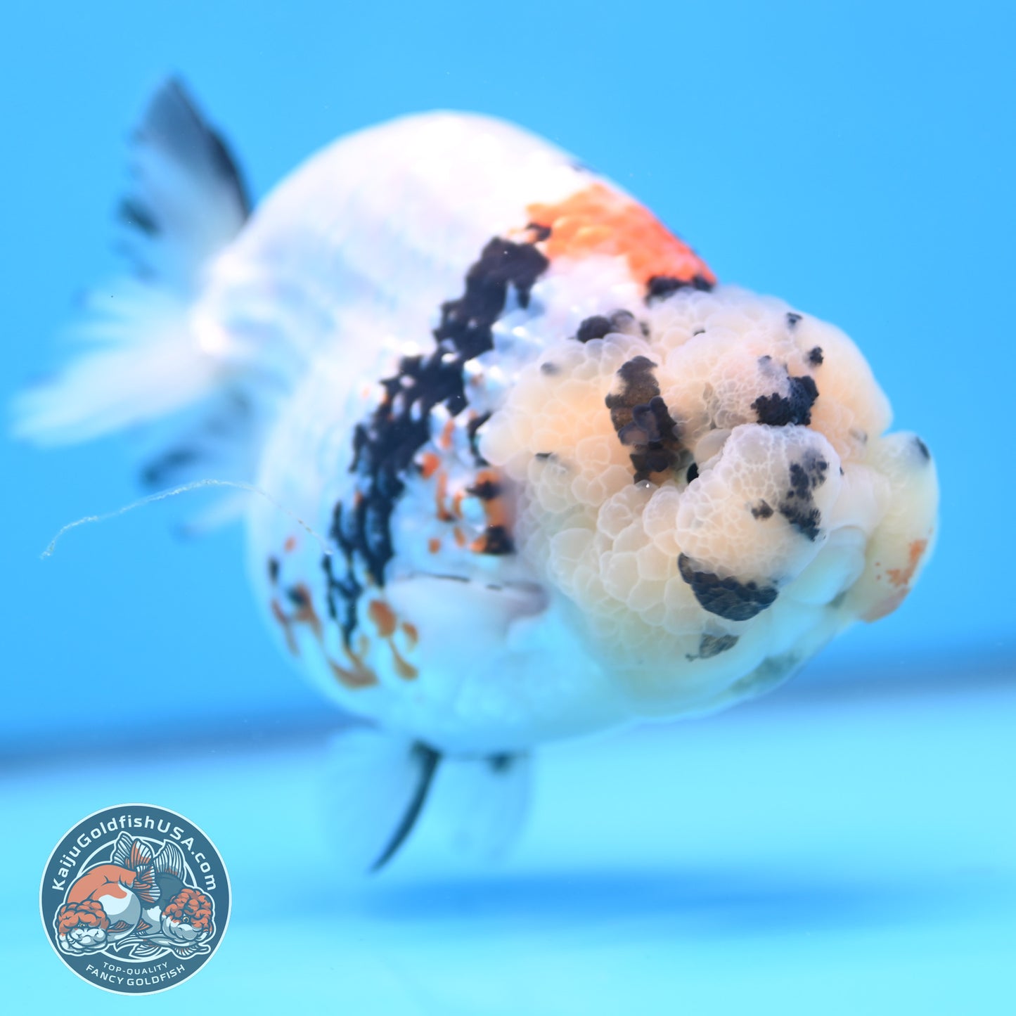 Tricolor Ranchu 4.5 inches Body (250509_RC02)