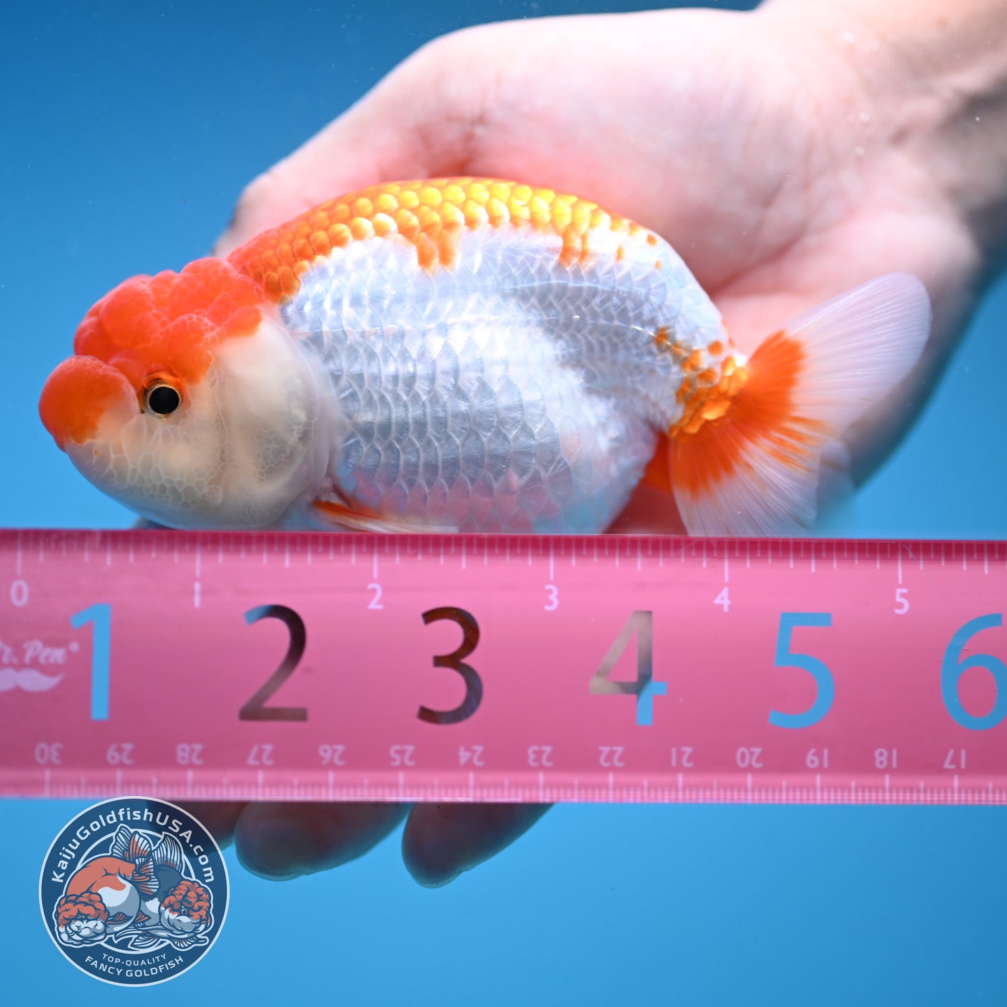 Red White Buffalo Ranchu 4 inch Body (250919_RC02)