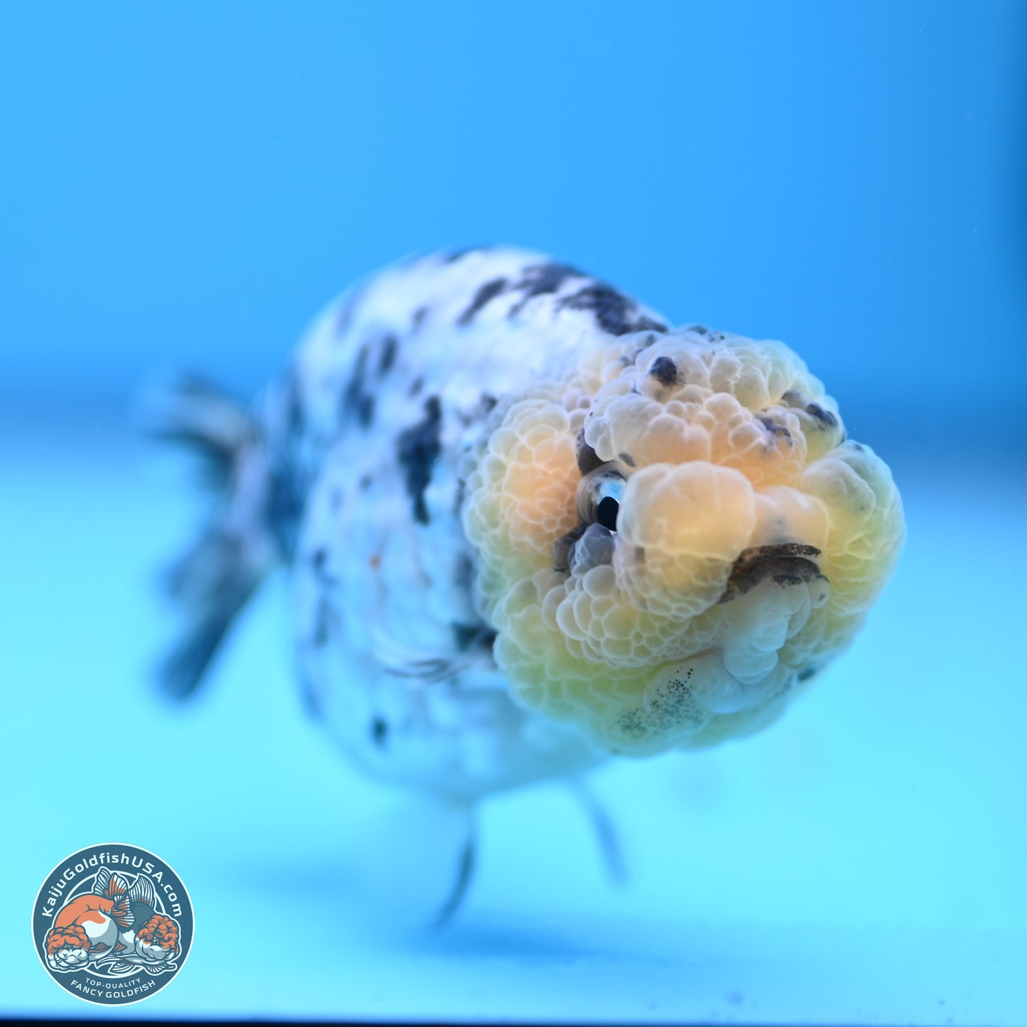 White Tiger Ranchu 3.5 inches (241018_RC02) - Kaiju Goldfish USA