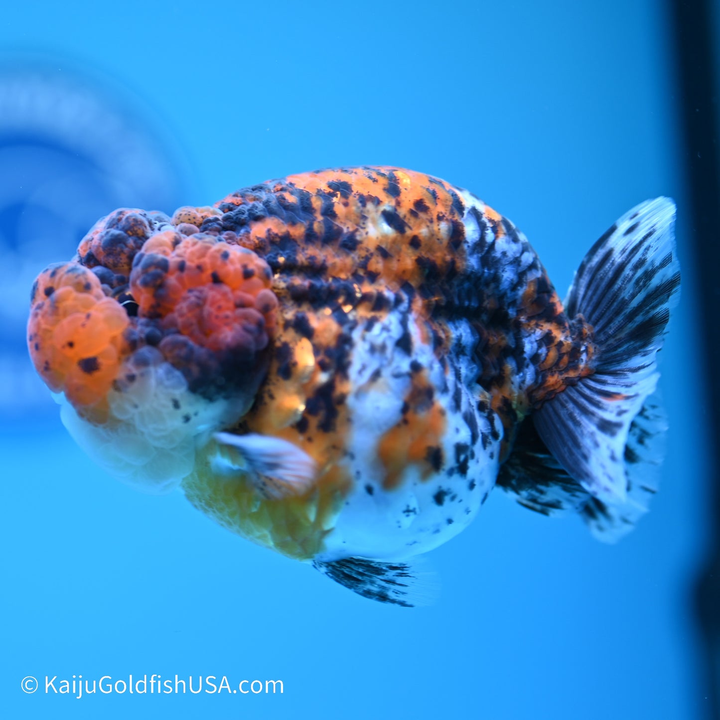 Calico Chubby Cheeks Ranchu 4 inches (240517_RC02) - Kaiju Goldfish USA
