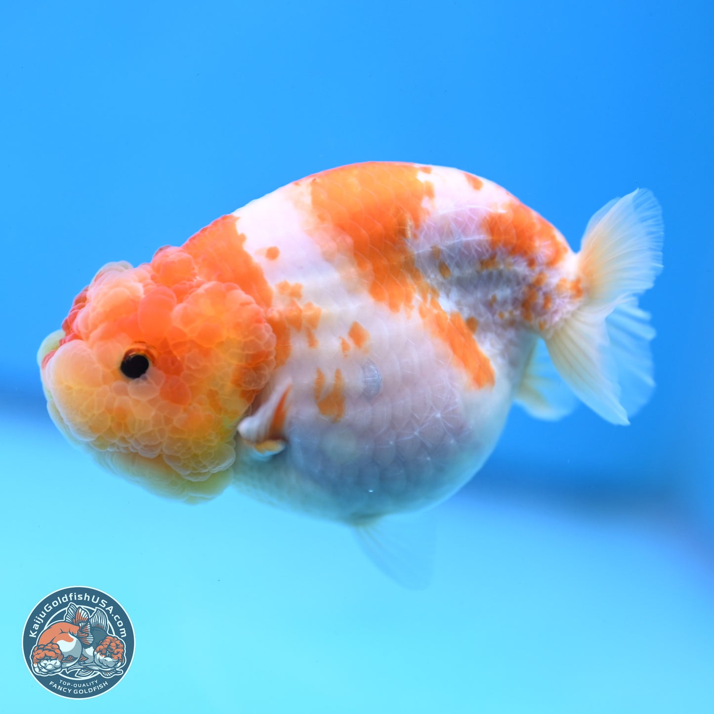Sakura Ranchu 3.25 inches Body - Female (250228_RC02)