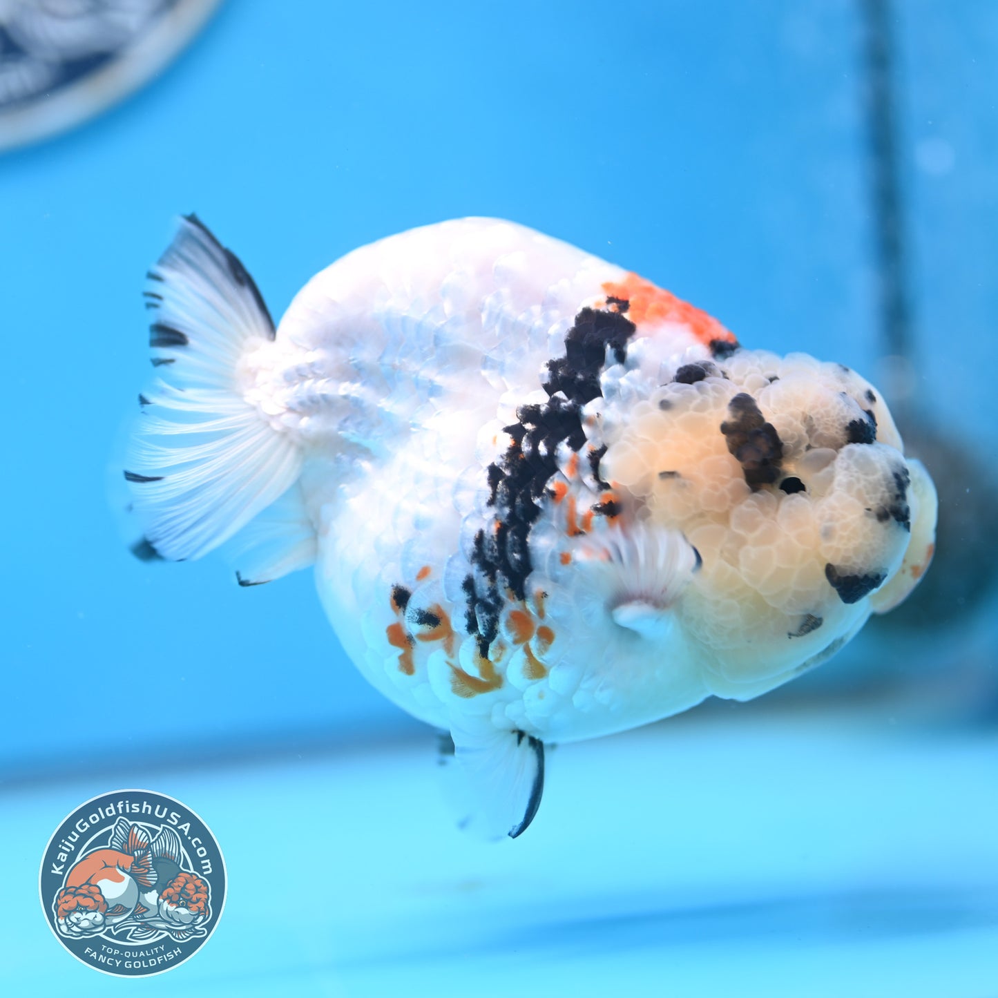 Tricolor Ranchu 4.5 inches Body (250509_RC02)