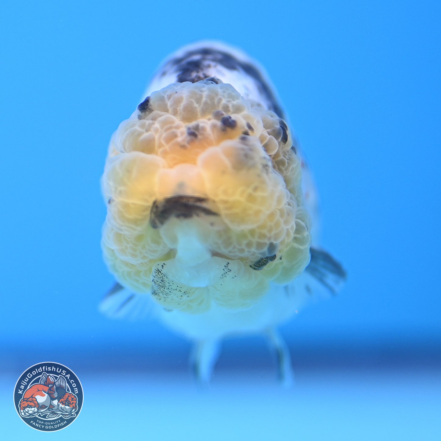 White Tiger Ranchu 3.5 inches (241018_RC02) - Kaiju Goldfish USA