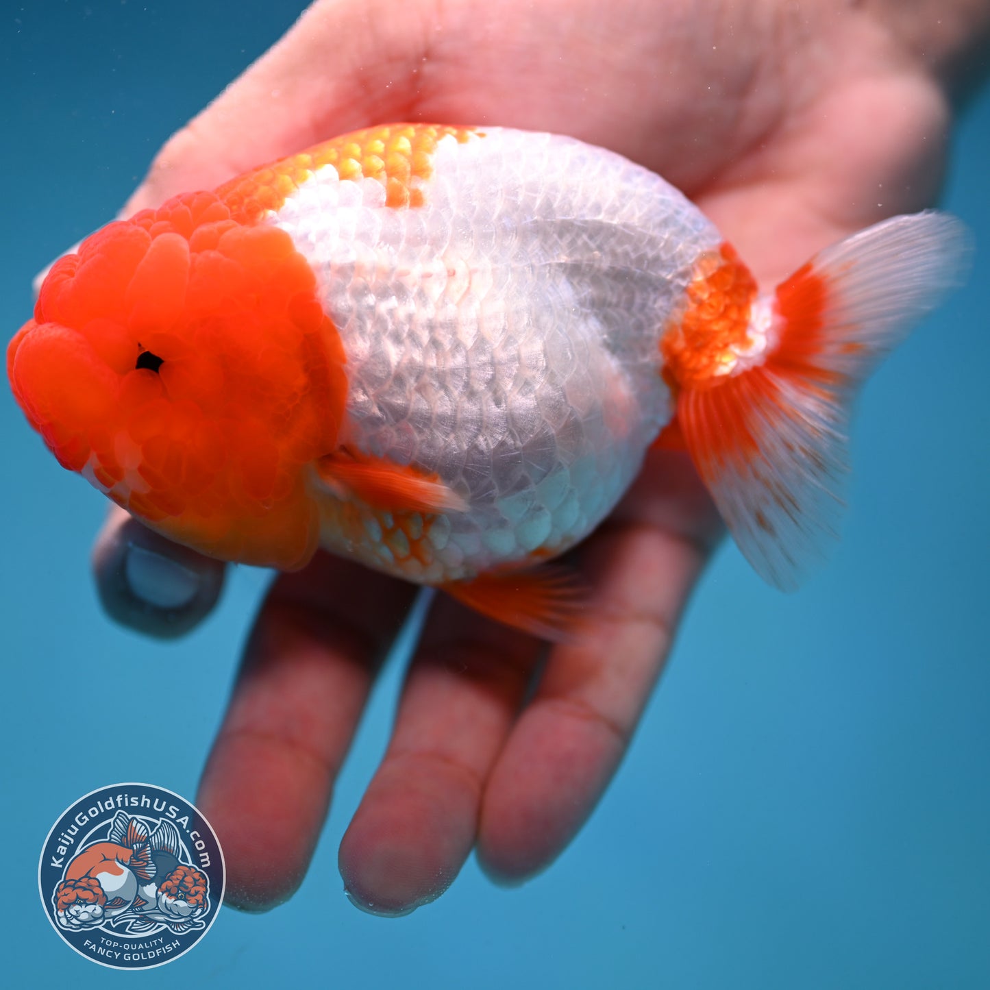 Red Head Buffalo Ranchu 4 inch Body (250912_RC02)