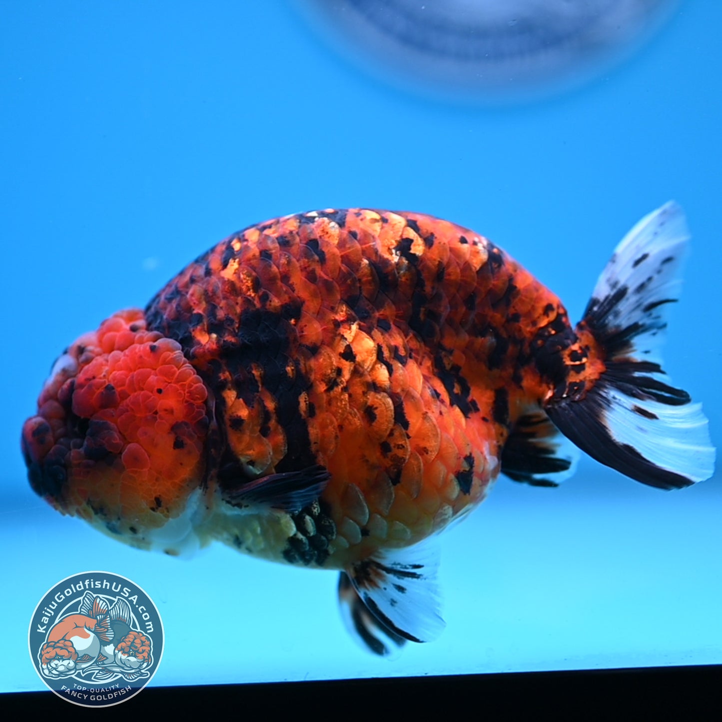 Tiger Ranchu 4.5 inches Body (250530_RC02)
