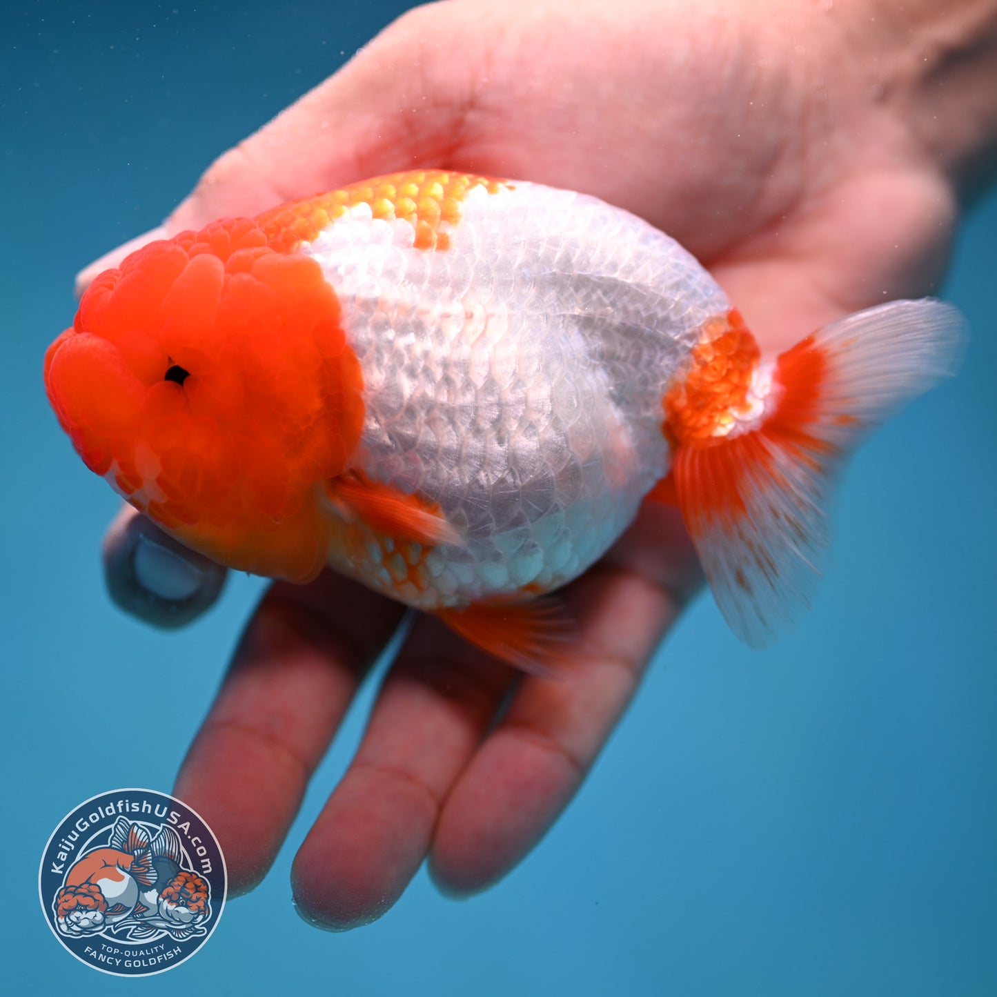 Red Head Buffalo Ranchu 4 inch Body (250912_RC02)