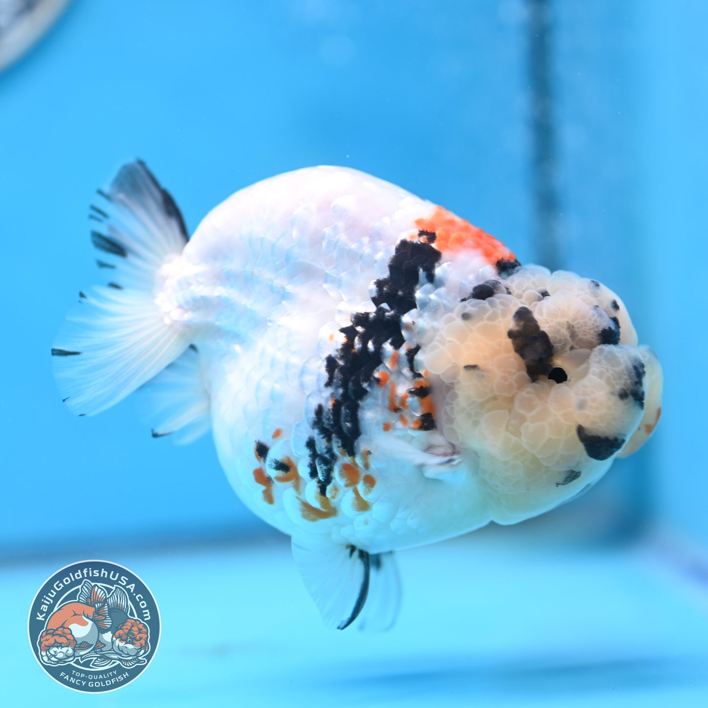Tricolor Ranchu 4.5 inches Body (250509_RC02)