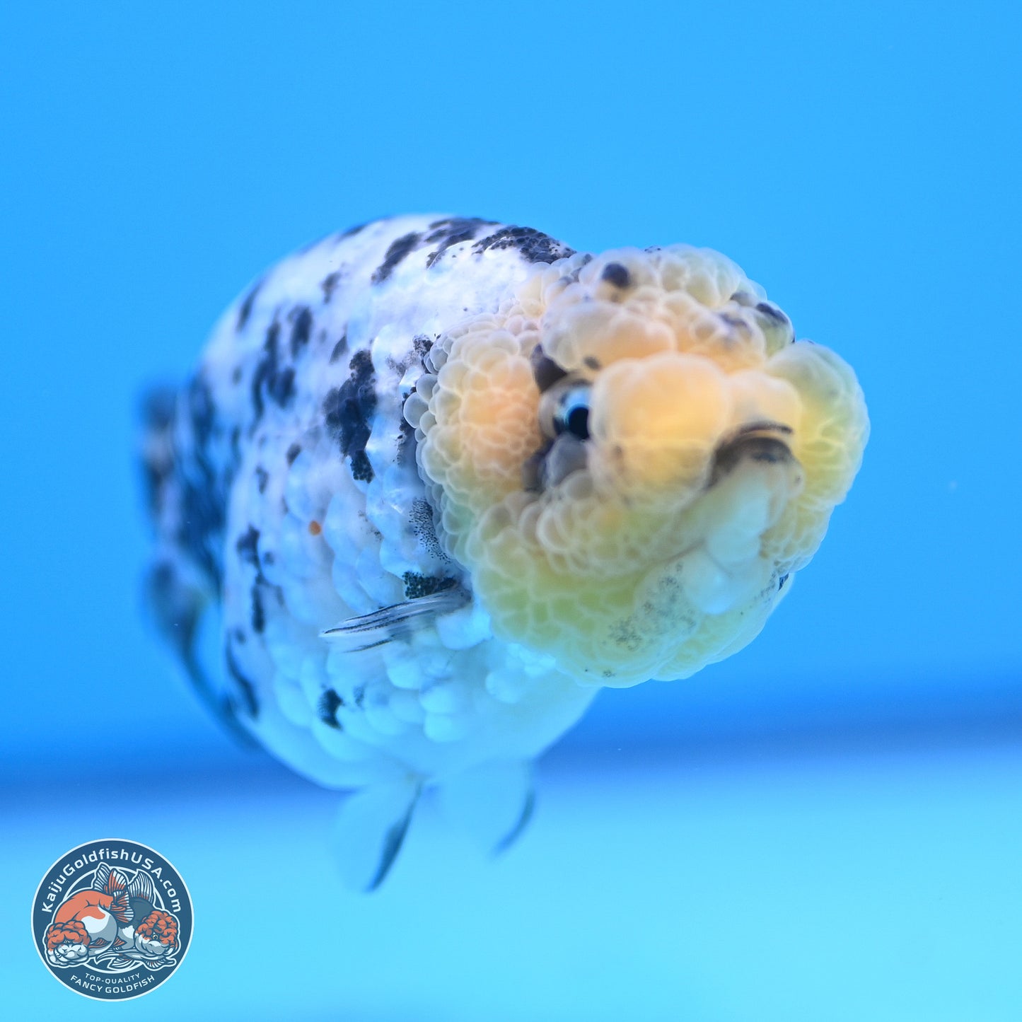 White Tiger Ranchu 3.5 inches (241018_RC02) - Kaiju Goldfish USA