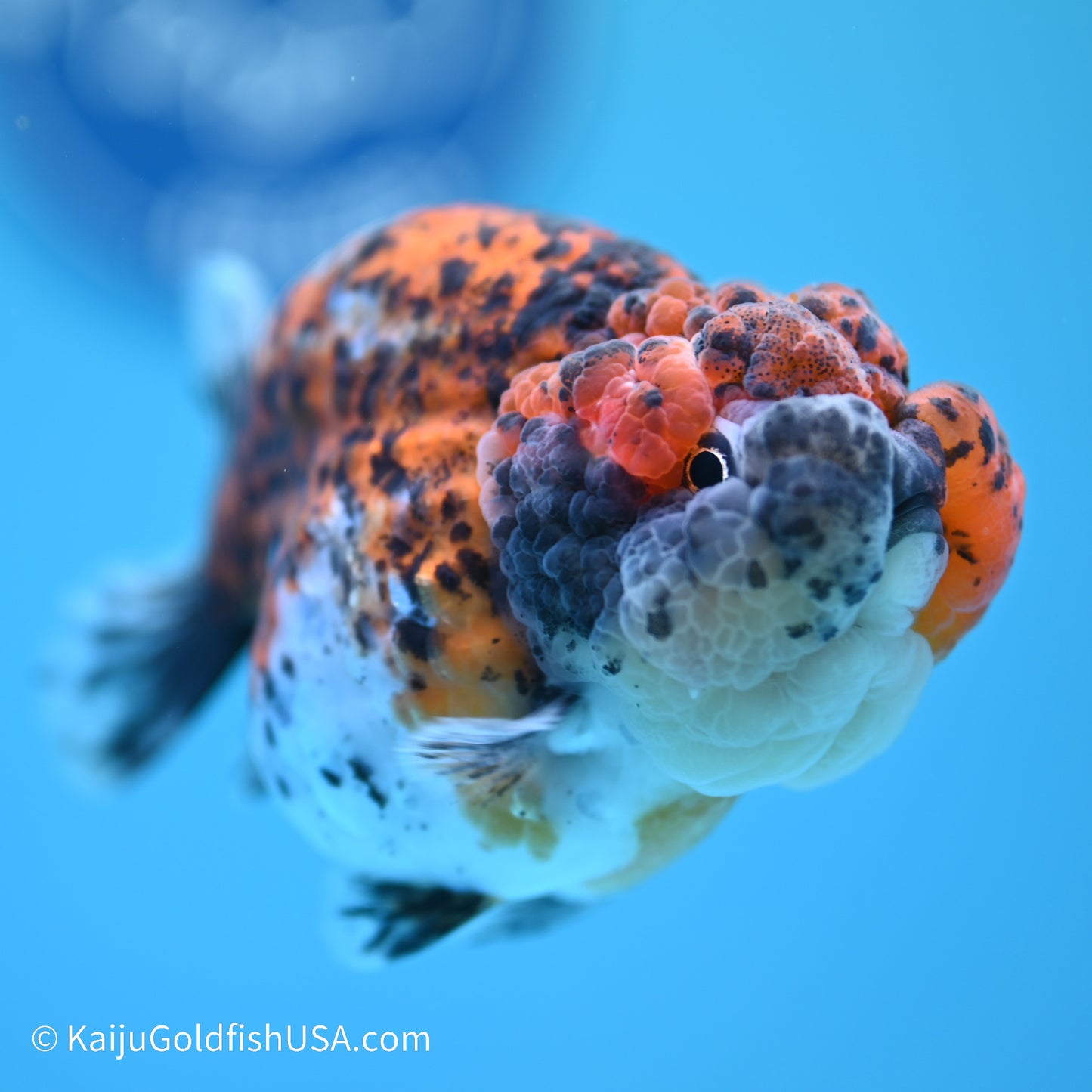 Calico Chubby Cheeks Ranchu 4 inches (240517_RC02) - Kaiju Goldfish USA