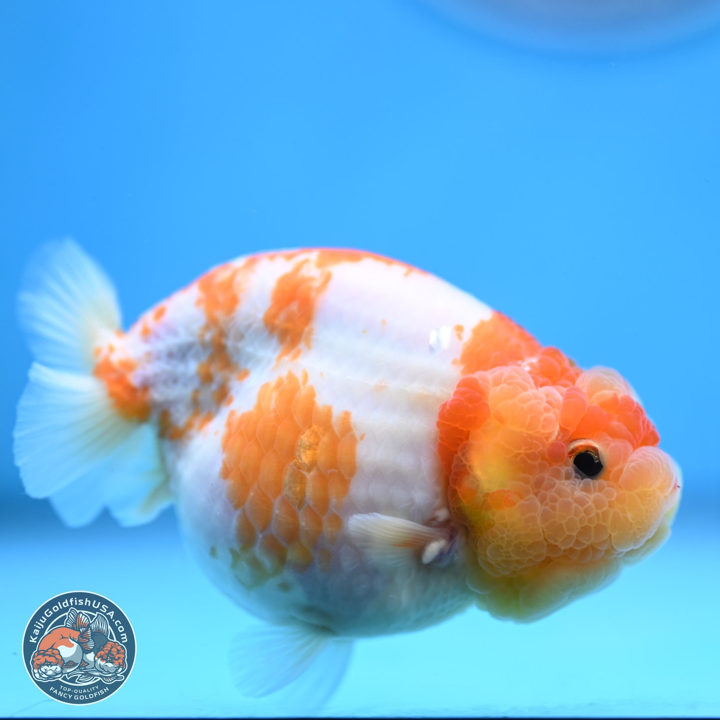 Sakura Ranchu 3.25 inches Body - Female (250228_RC02)