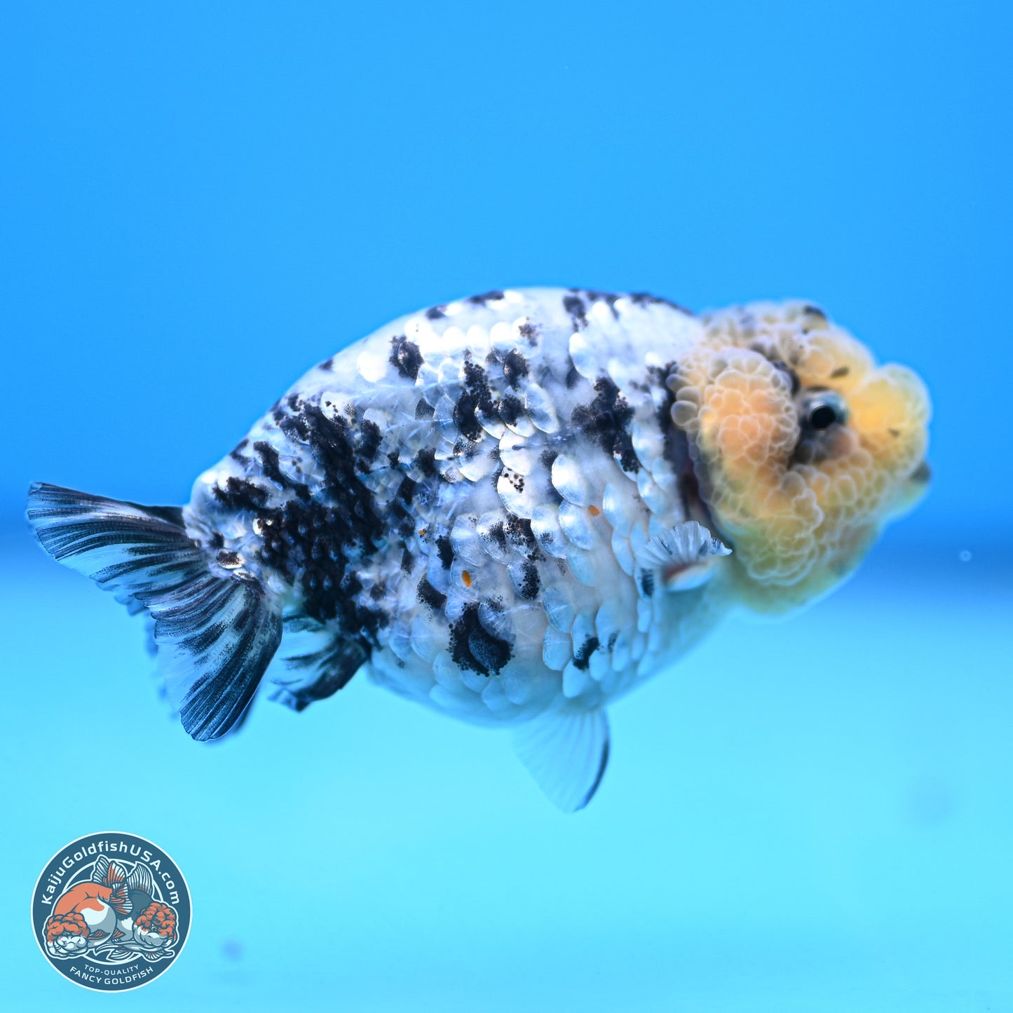 White Tiger Ranchu 3.5 inches (241018_RC02) - Kaiju Goldfish USA