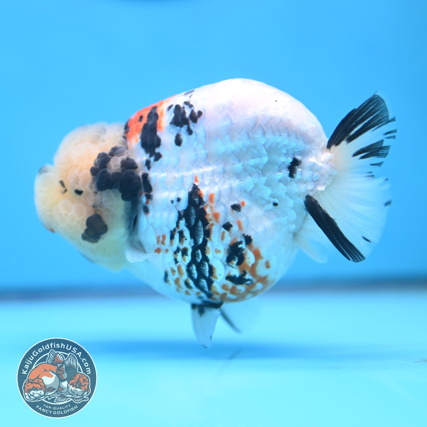 Tricolor Ranchu 4.5 inches Body (250509_RC02)