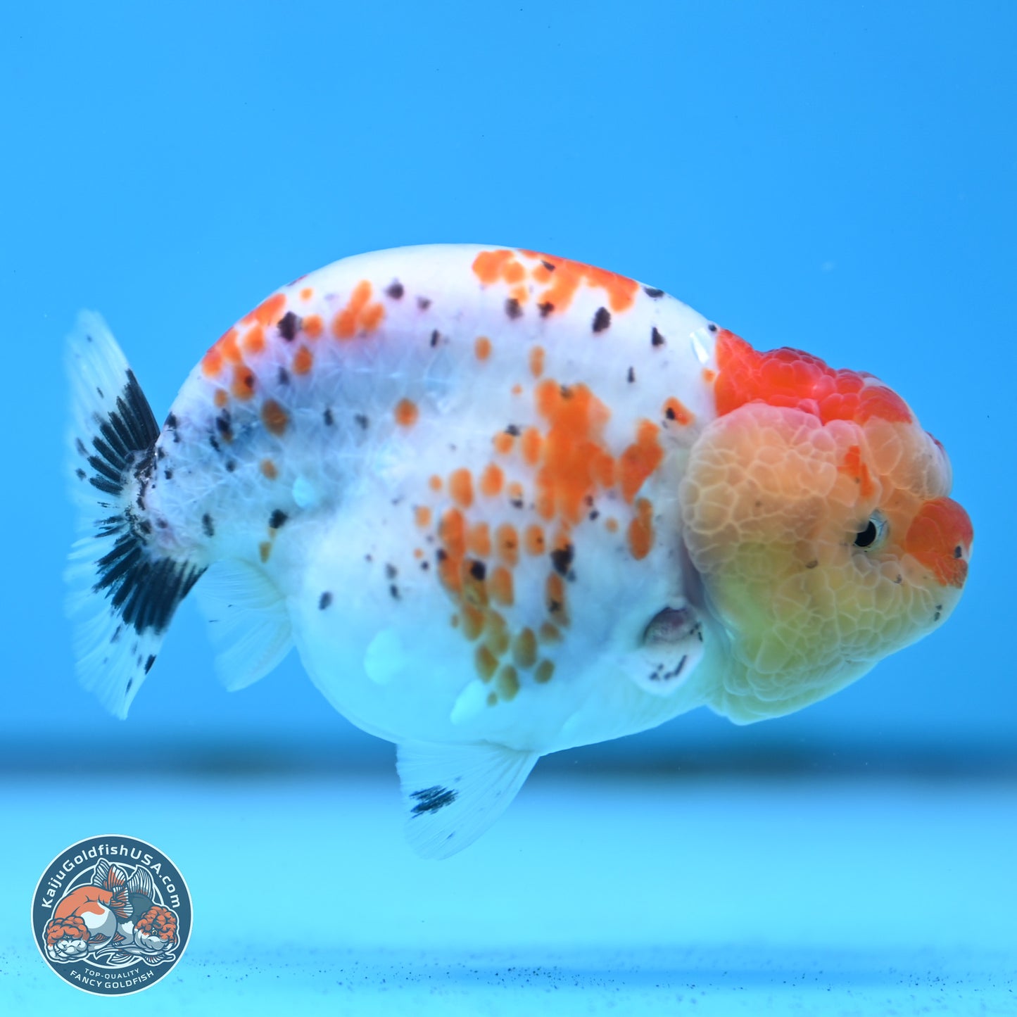 Tricolor Sakura Ranchu 3.75 inches Body - Female (250321_RC02)