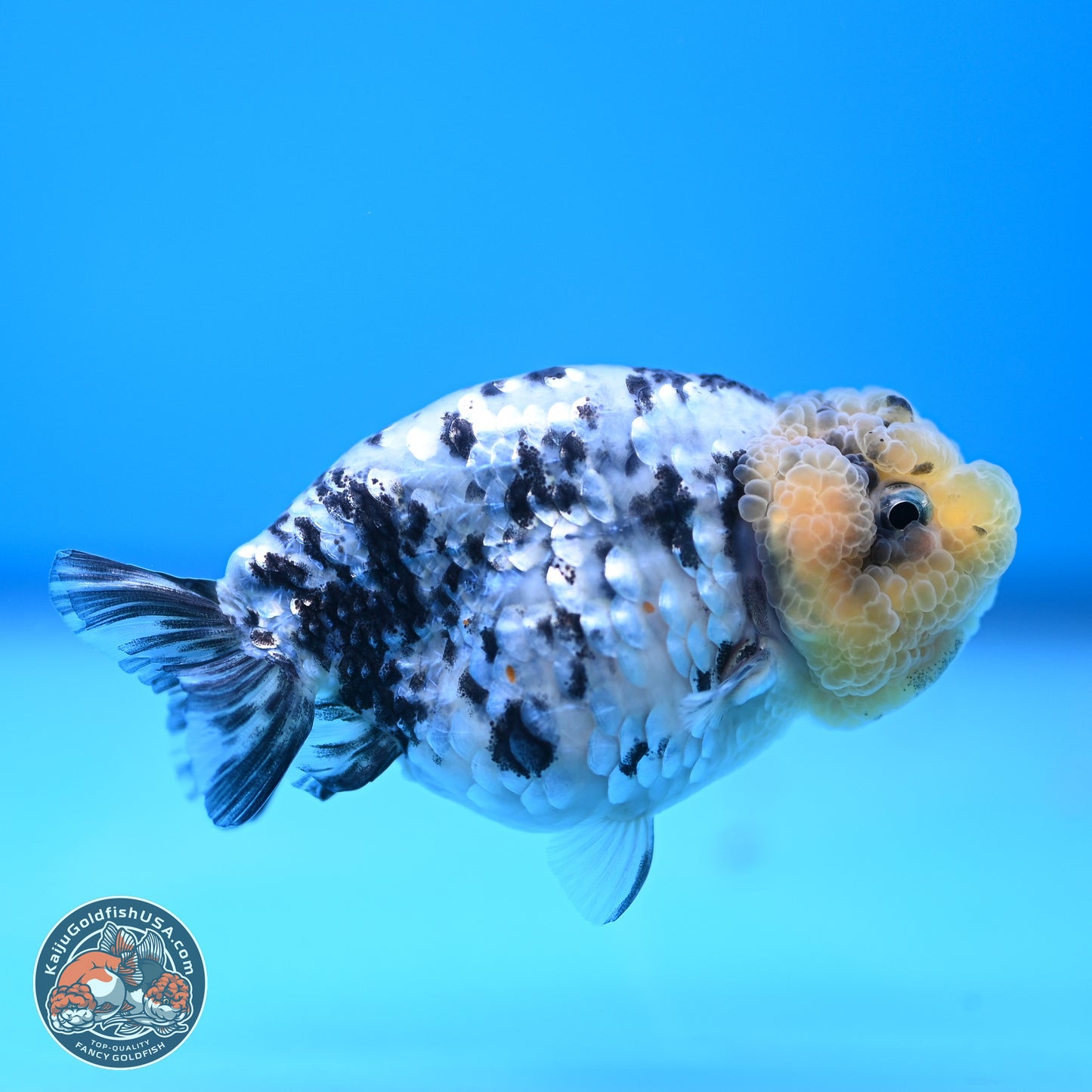 White Tiger Ranchu 3.5 inches (241018_RC02) - Kaiju Goldfish USA