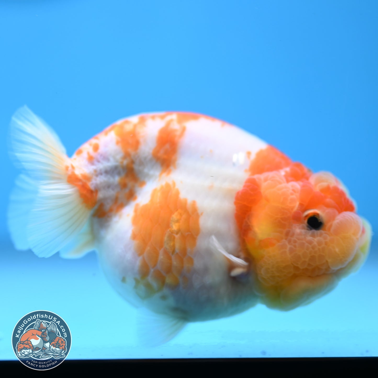 Sakura Ranchu 3.25 inches Body - Female (250228_RC02)