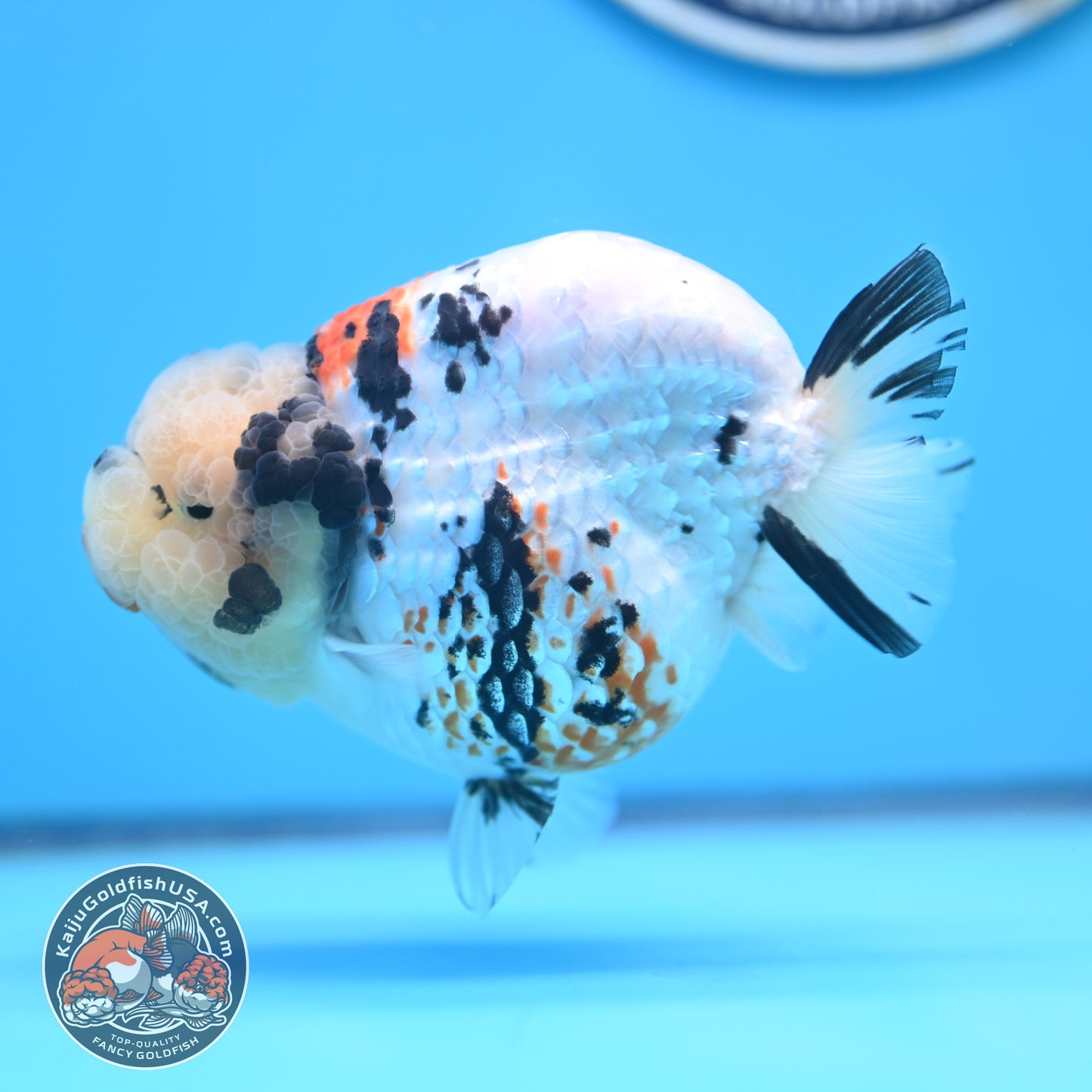 Tricolor Ranchu 4.5 inches Body (250509_RC02)