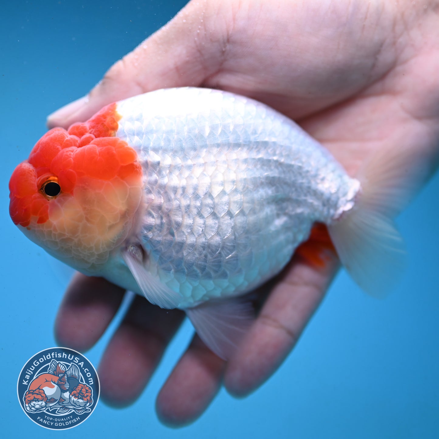 Red White Buffalo Ranchu 4 inch Body (251003_RC02)