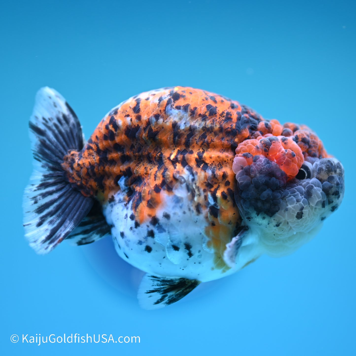 Calico Chubby Cheeks Ranchu 4 inches (240517_RC02) - Kaiju Goldfish USA