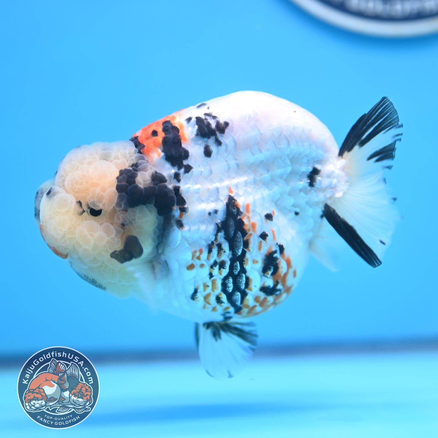 Tricolor Ranchu 4.5 inches Body (250509_RC02)
