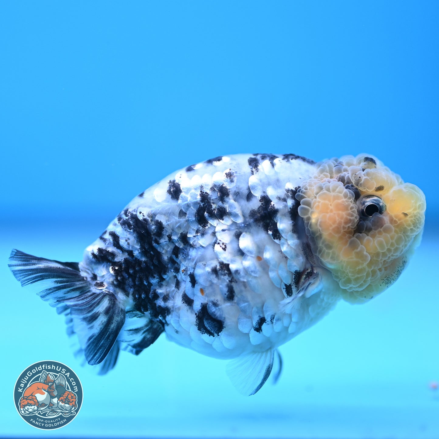 White Tiger Ranchu 3.5 inches (241018_RC02) - Kaiju Goldfish USA