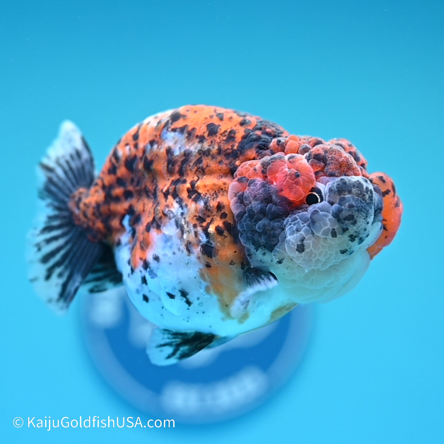 Calico Chubby Cheeks Ranchu 4 inches (240517_RC02) - Kaiju Goldfish USA
