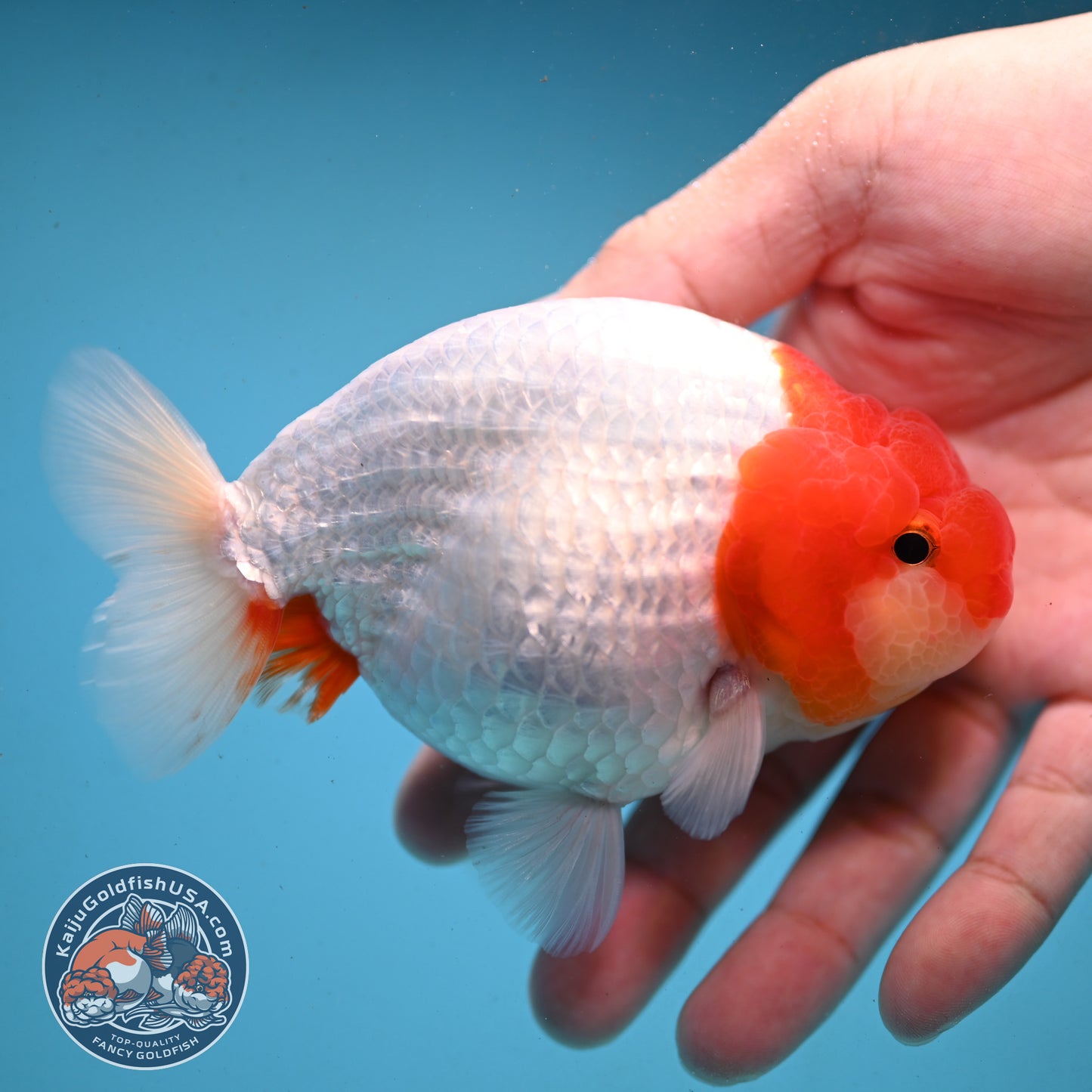 Red White Buffalo Ranchu 4 inch Body (251003_RC02)