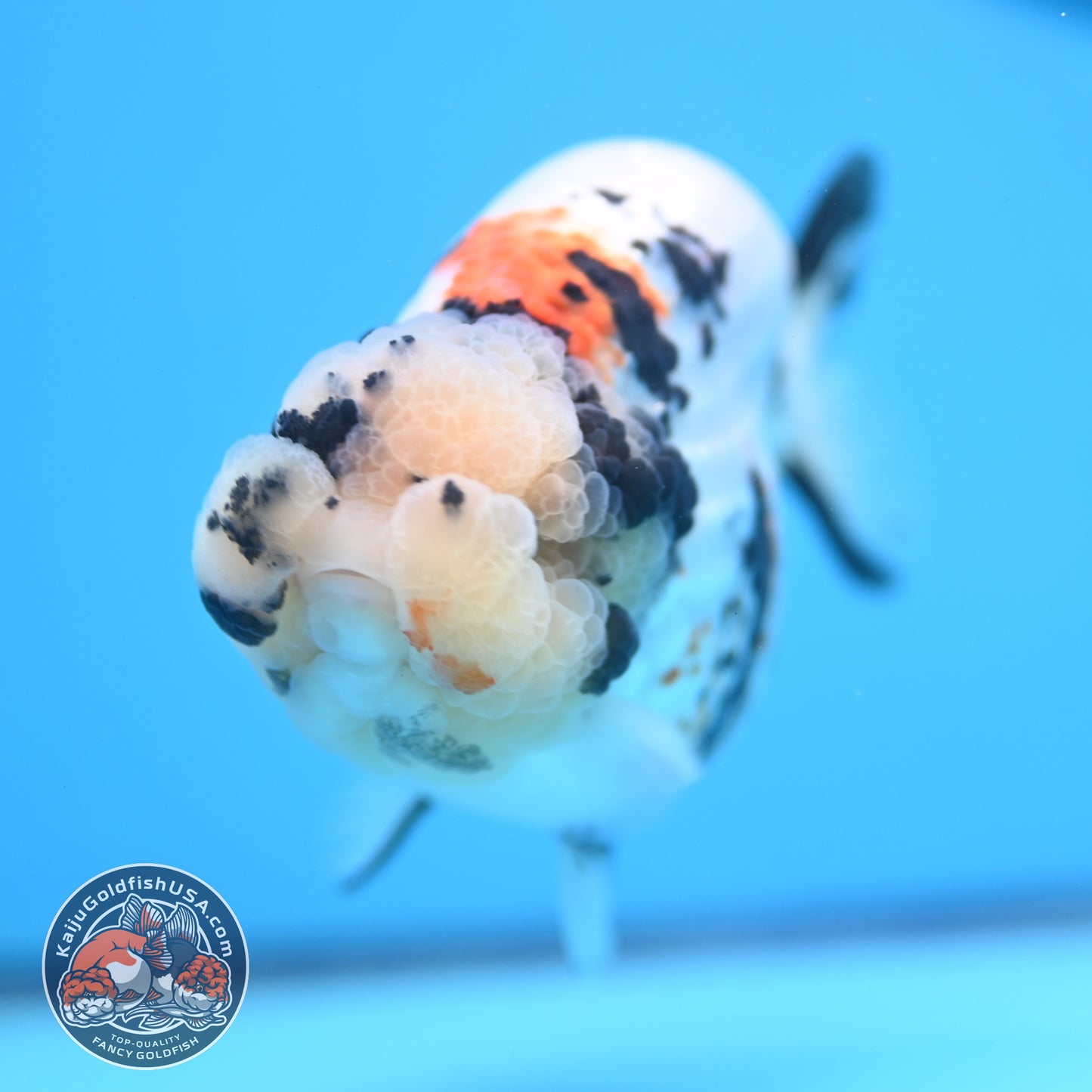 Tricolor Ranchu 4.5 inches Body (250509_RC02)