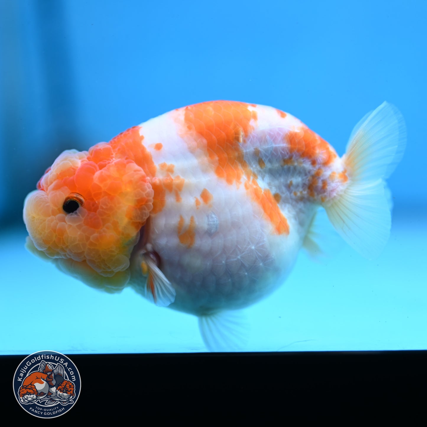 Sakura Ranchu 3.25 inches Body - Female (250228_RC02)