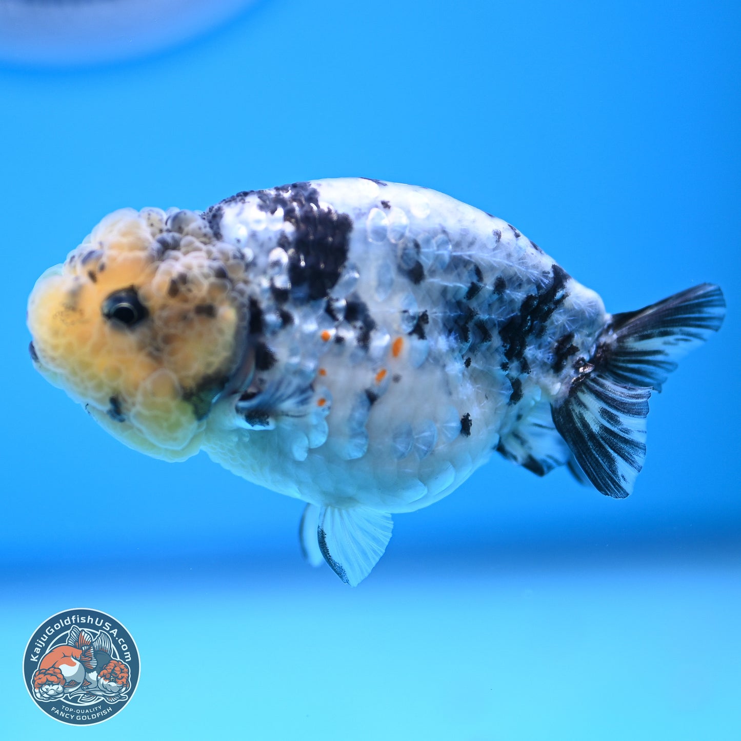 White Tiger Ranchu 3.5 inches (241018_RC02) - Kaiju Goldfish USA
