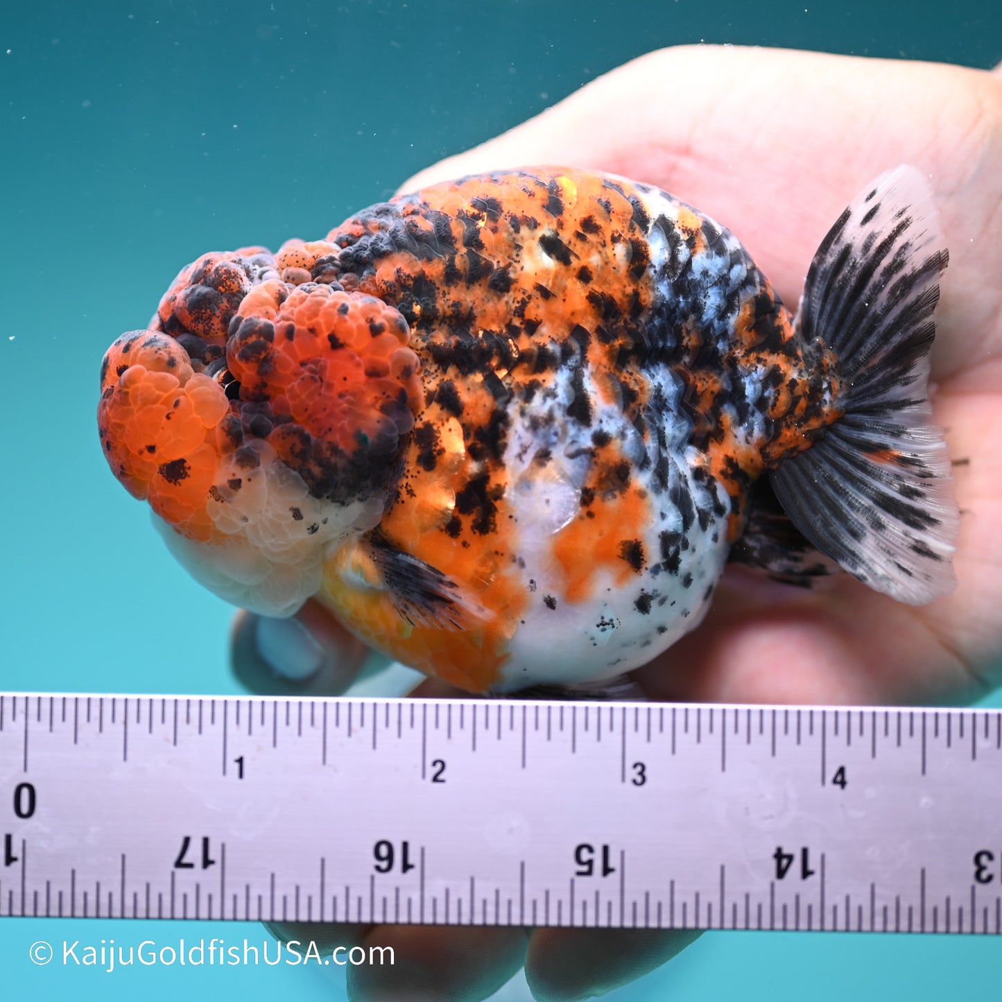 Calico Chubby Cheeks Ranchu 4 inches (240517_RC02) - Kaiju Goldfish USA