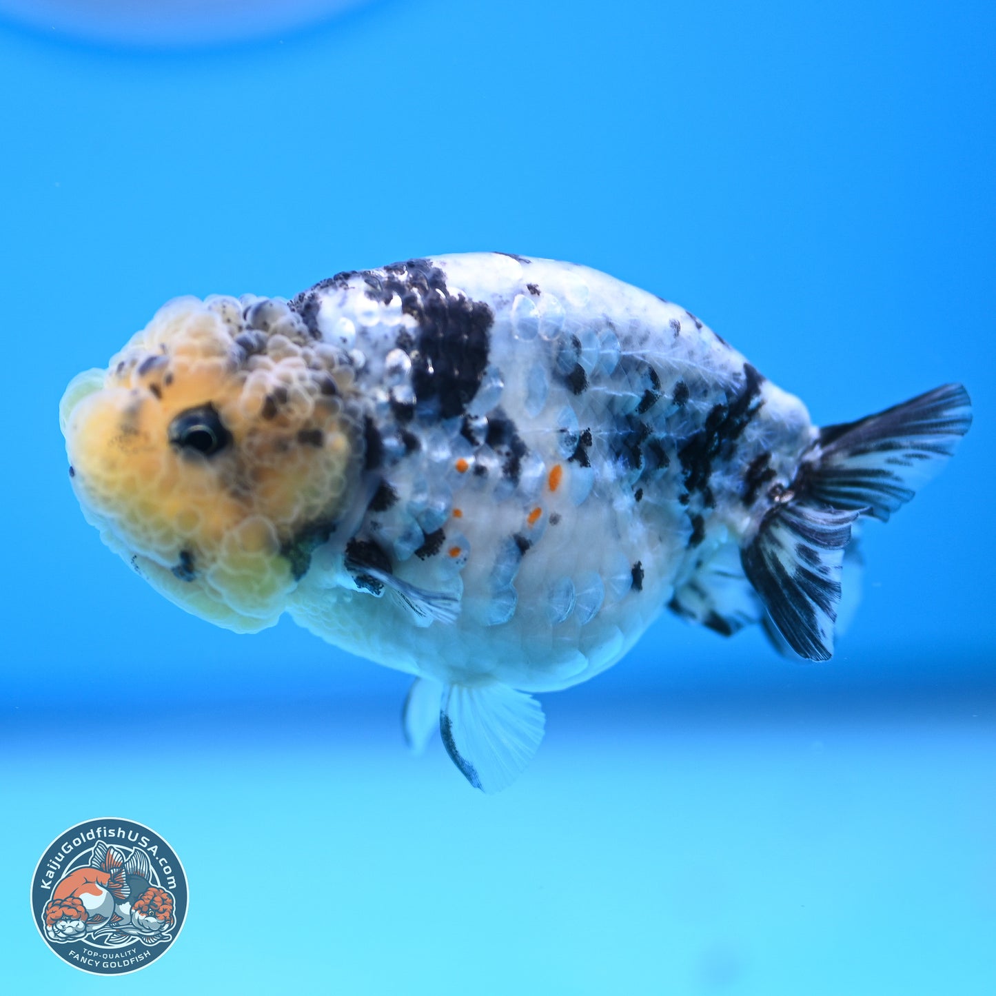 White Tiger Ranchu 3.5 inches (241018_RC02) - Kaiju Goldfish USA