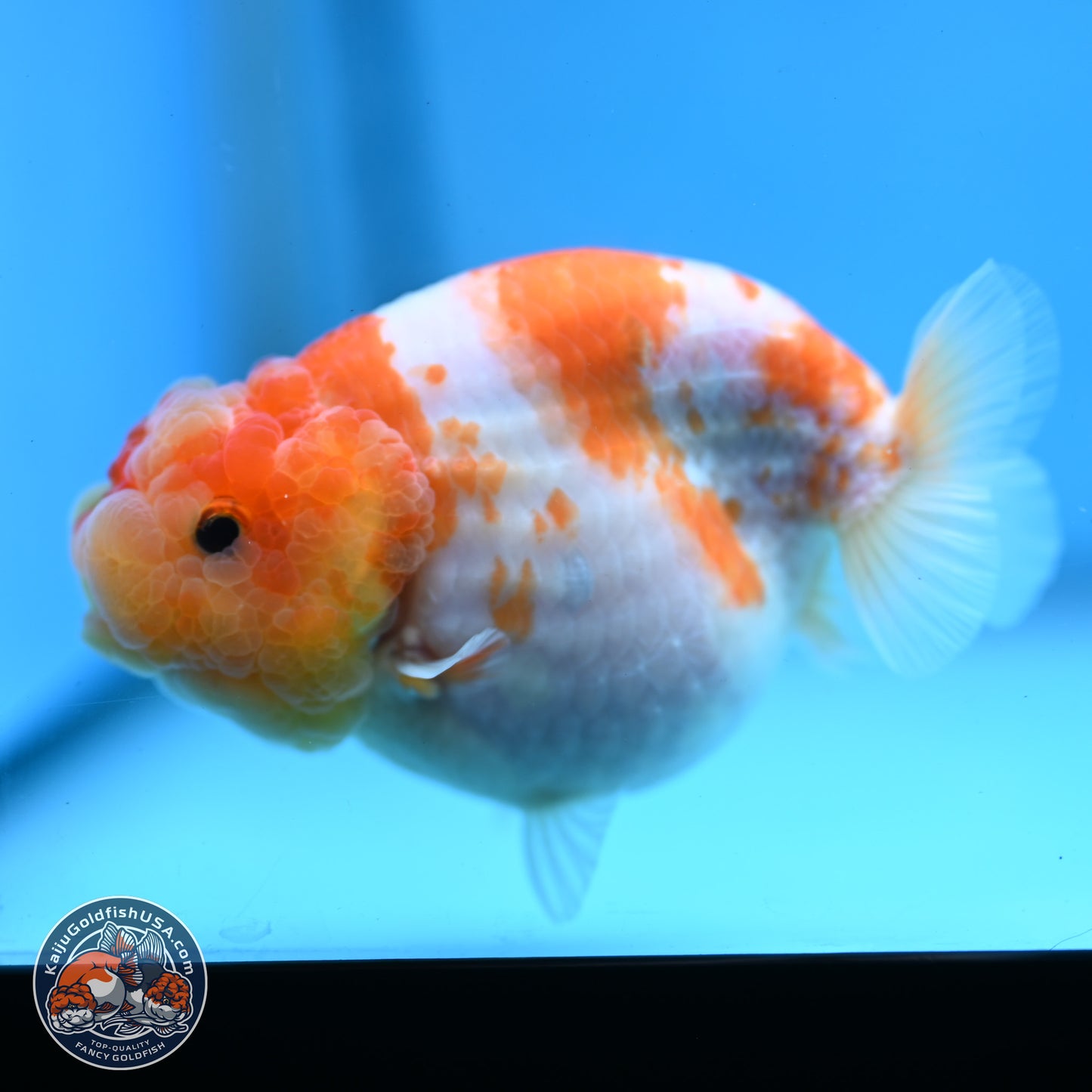 Sakura Ranchu 3.25 inches Body - Female (250228_RC02)