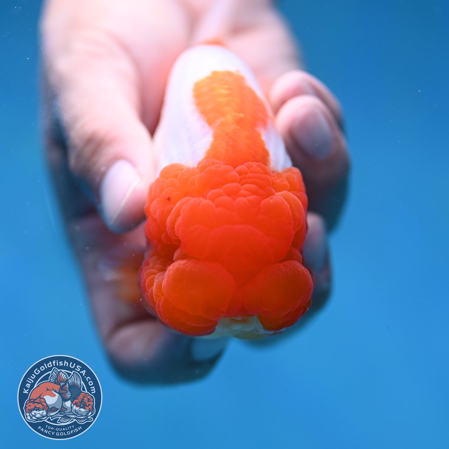 Red Head Buffalo Ranchu 4 inch Body (250912_RC02)