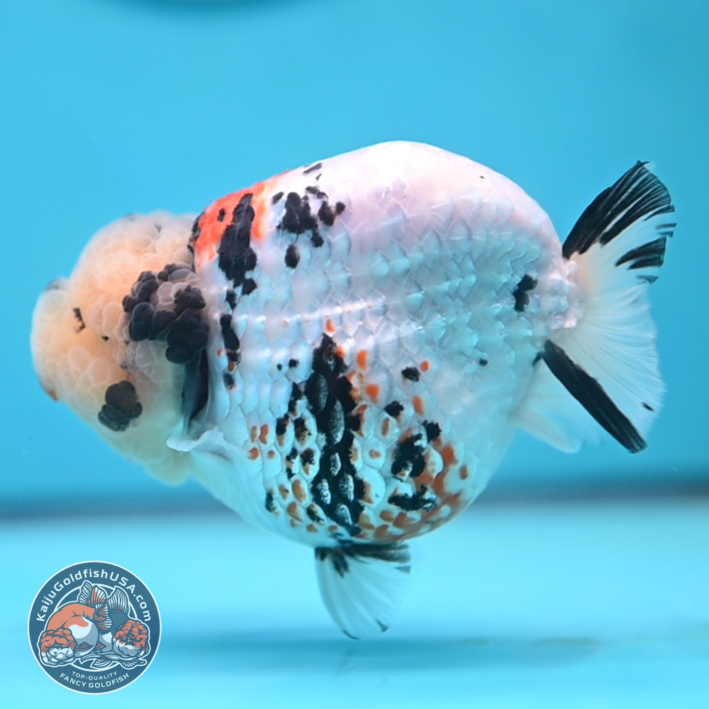 Tricolor Ranchu 4.5 inches Body (250509_RC02)