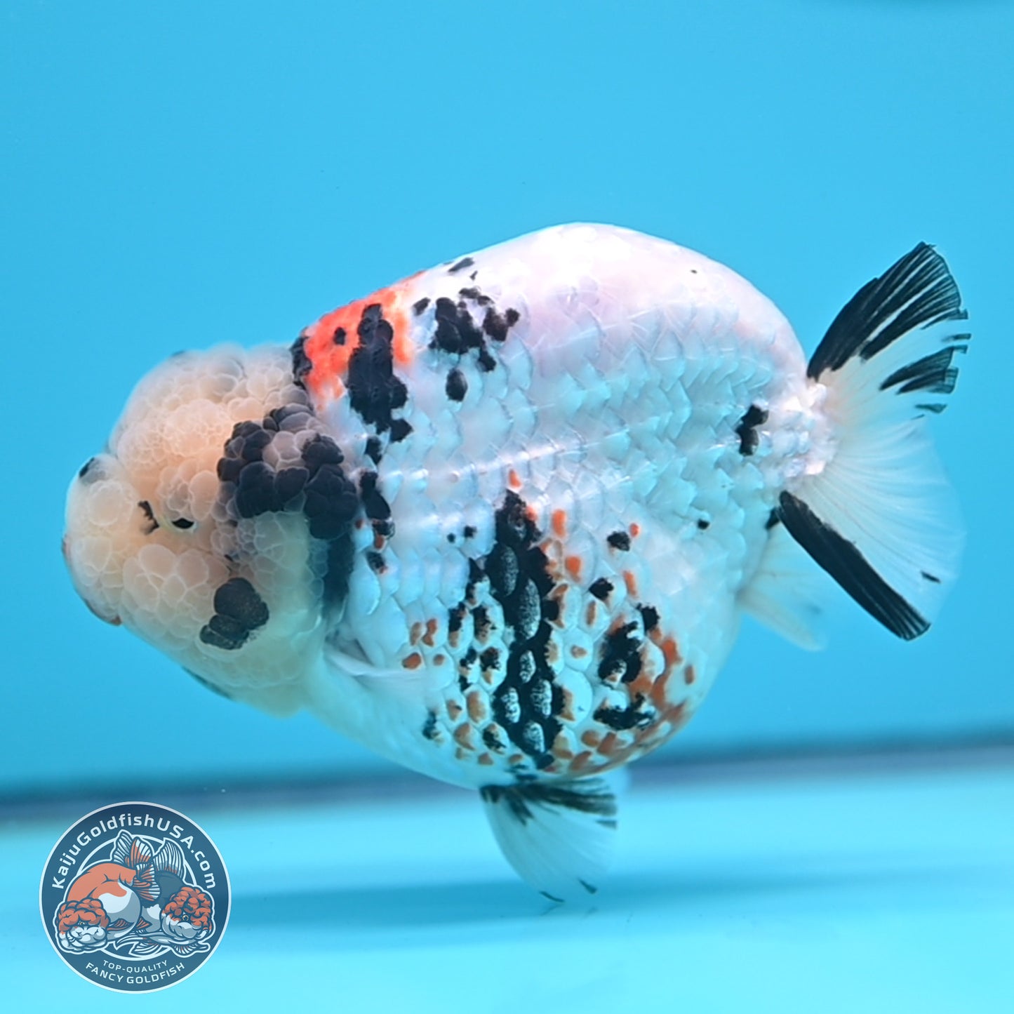 Tricolor Ranchu 4.5 inches Body (250509_RC02)
