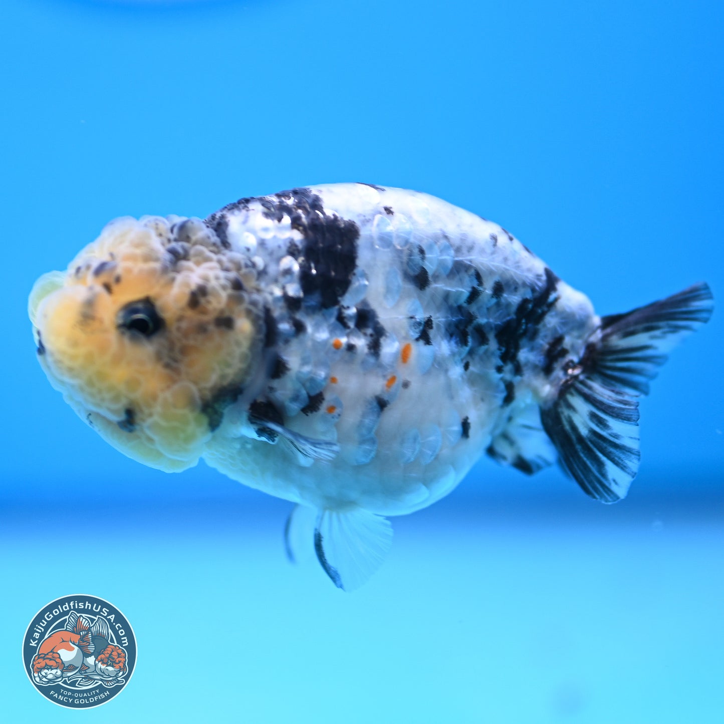 White Tiger Ranchu 3.5 inches (241018_RC02) - Kaiju Goldfish USA