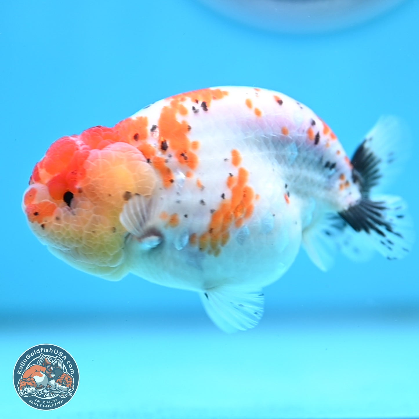 Tricolor Sakura Ranchu 3.75 inches Body - Female (250321_RC02)