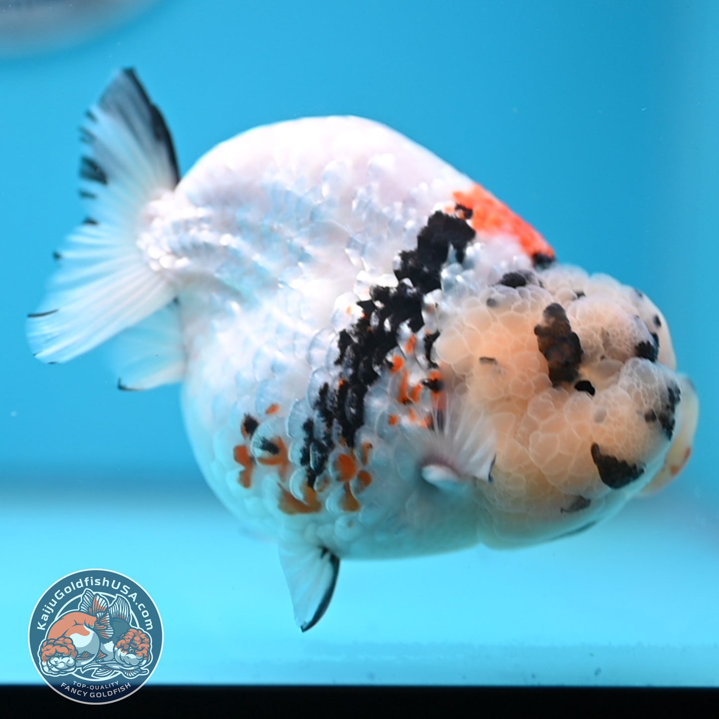 Tricolor Ranchu 4.5 inches Body (250509_RC02)
