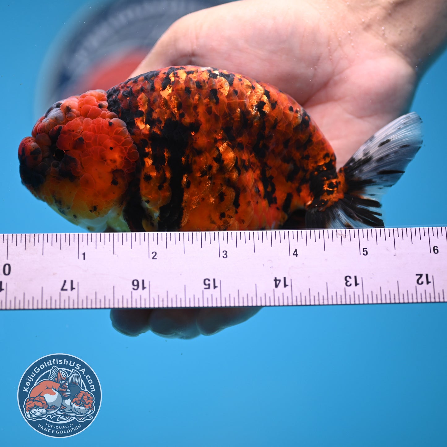 Tiger Ranchu 4.5 inches Body (250530_RC02)