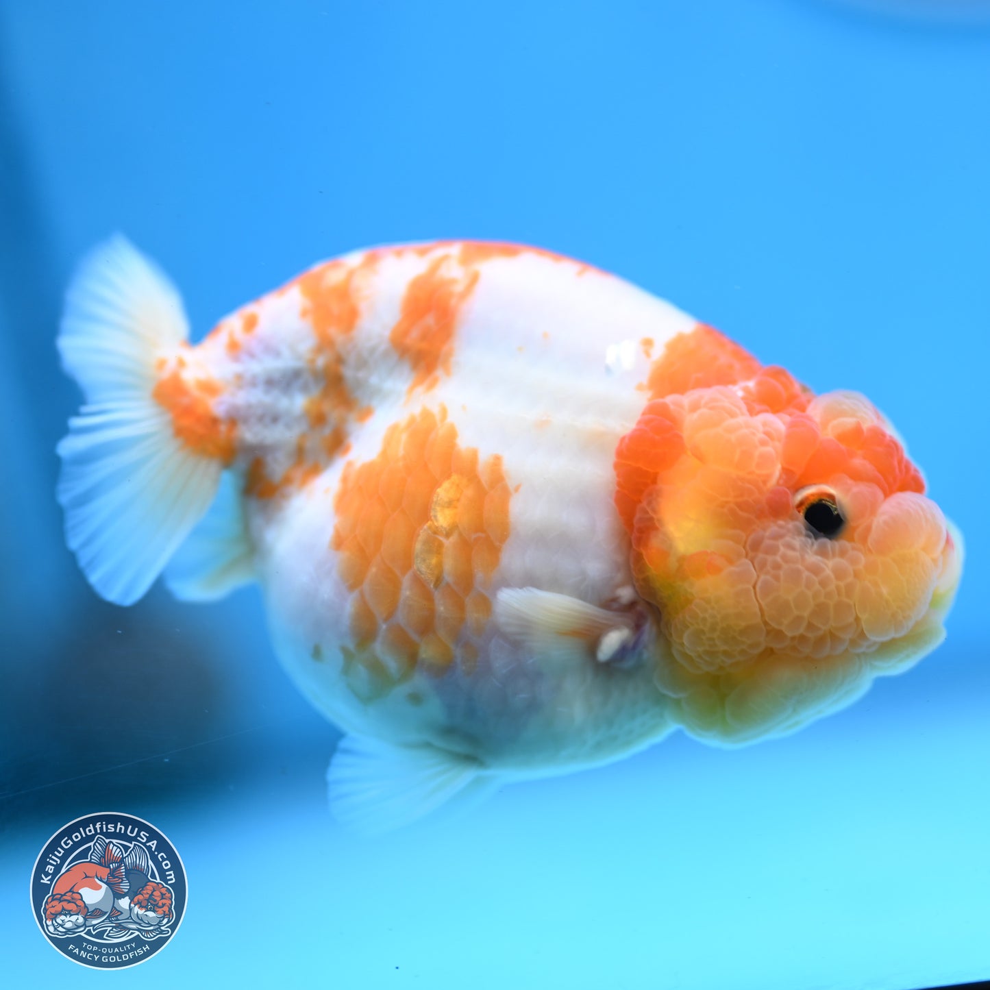 Sakura Ranchu 3.25 inches Body - Female (250228_RC02)