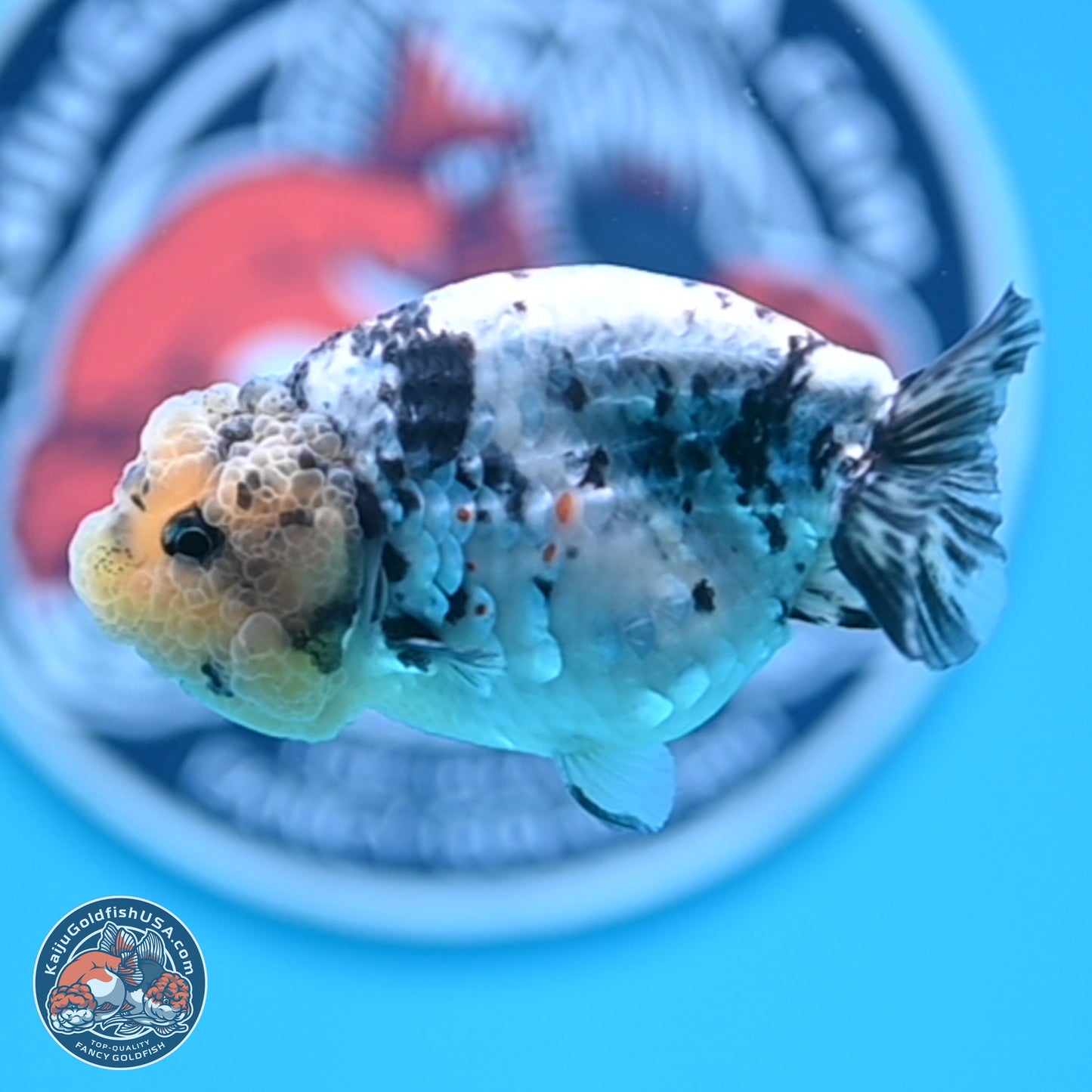 White Tiger Ranchu 3.5 inches (241018_RC02) - Kaiju Goldfish USA