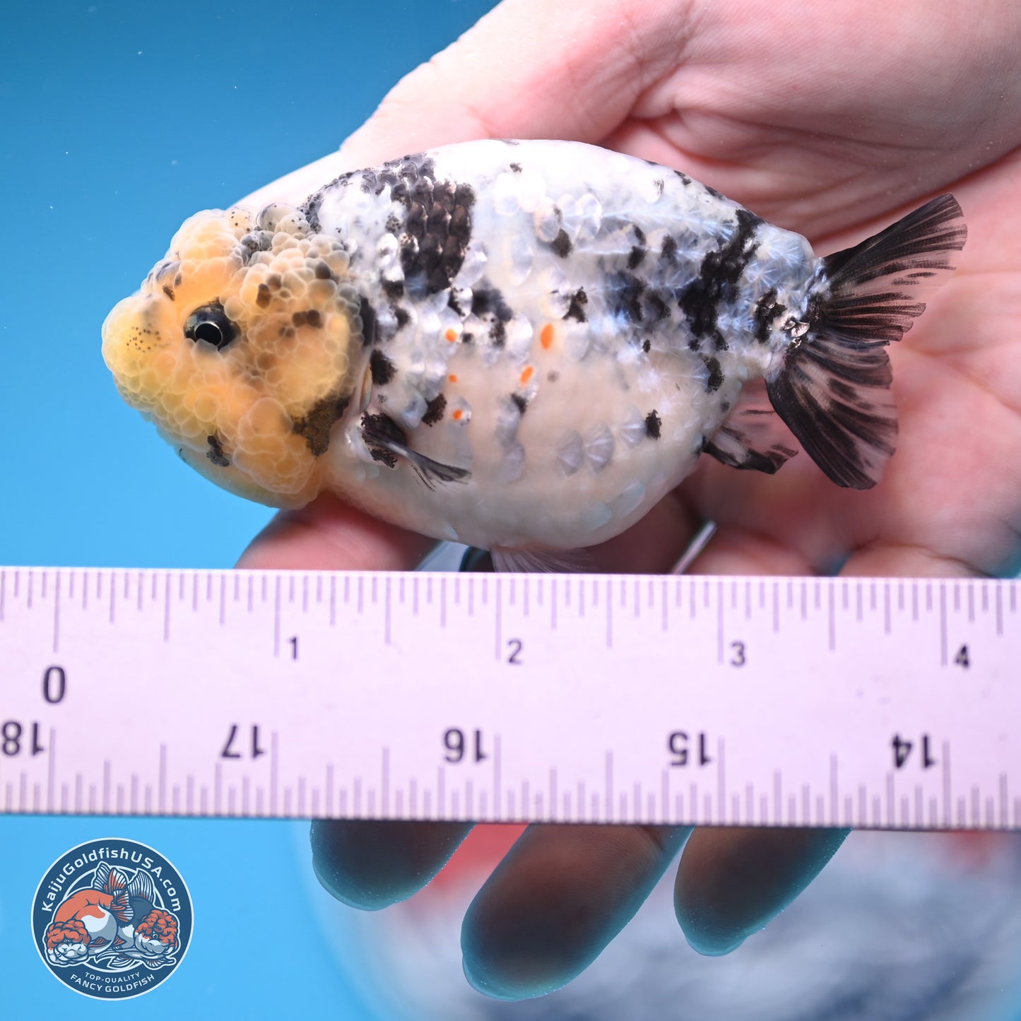White Tiger Ranchu 3.5 inches (241018_RC02) - Kaiju Goldfish USA