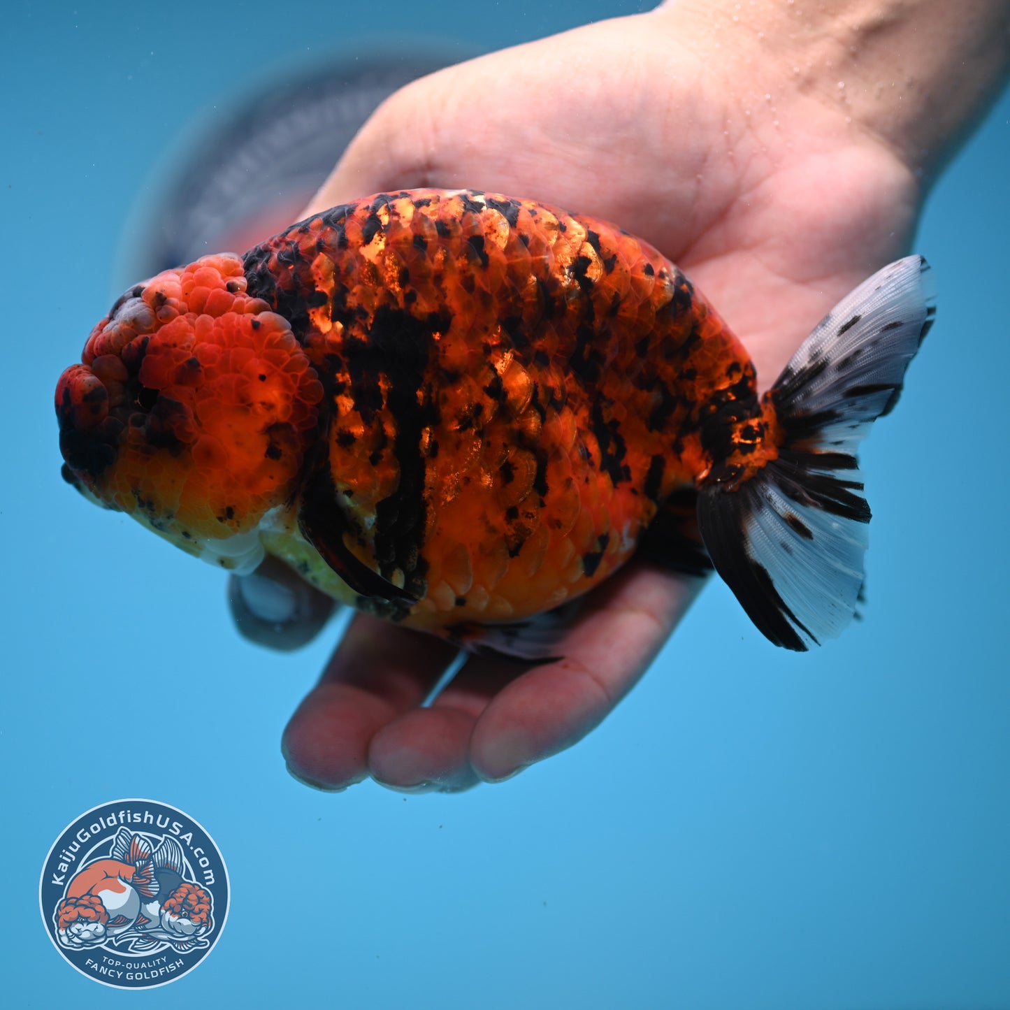 Tiger Ranchu 4.5 inches Body (250530_RC02)