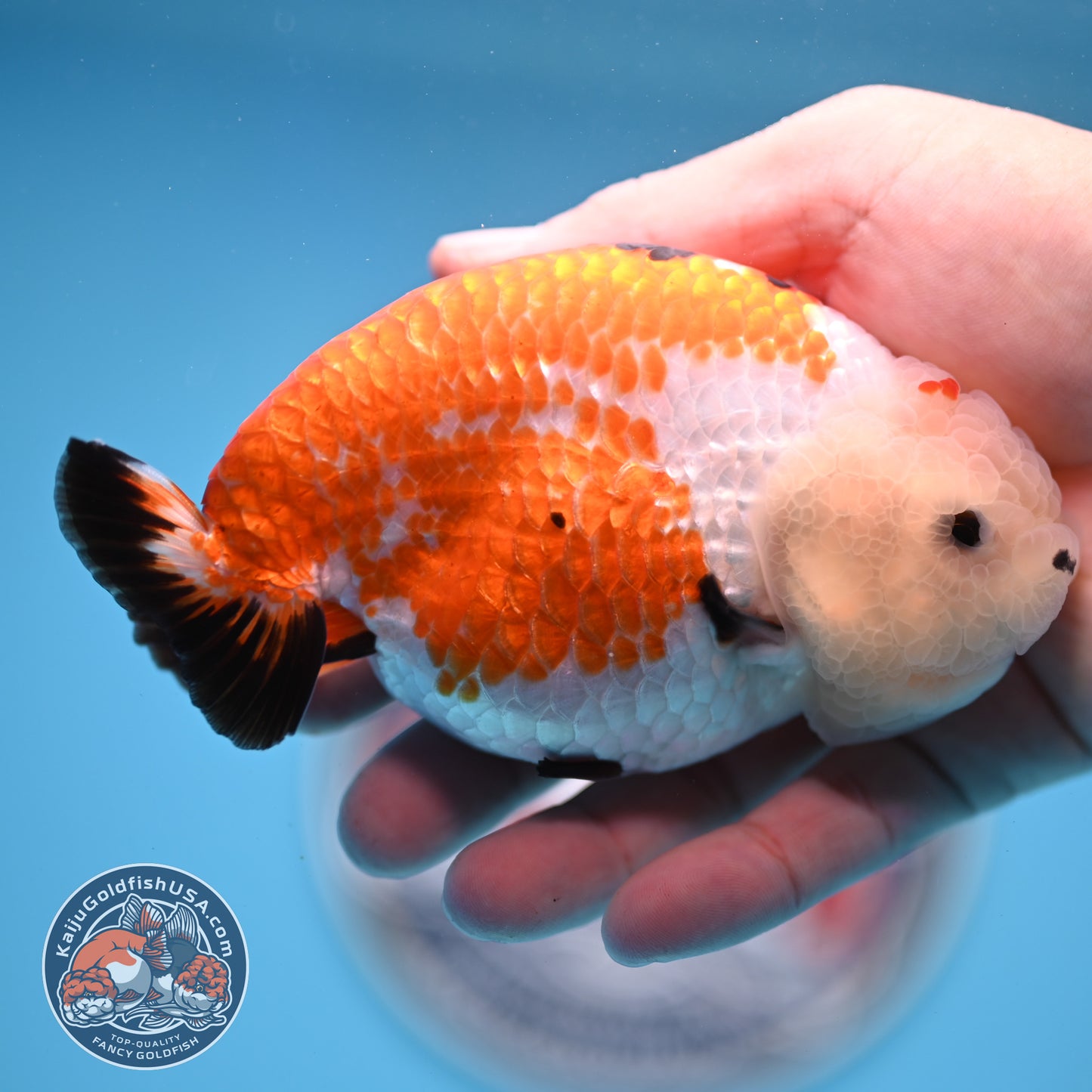 Tricolor Tiny Tail Ranchu 4.75 inches Body (250523_RC02)